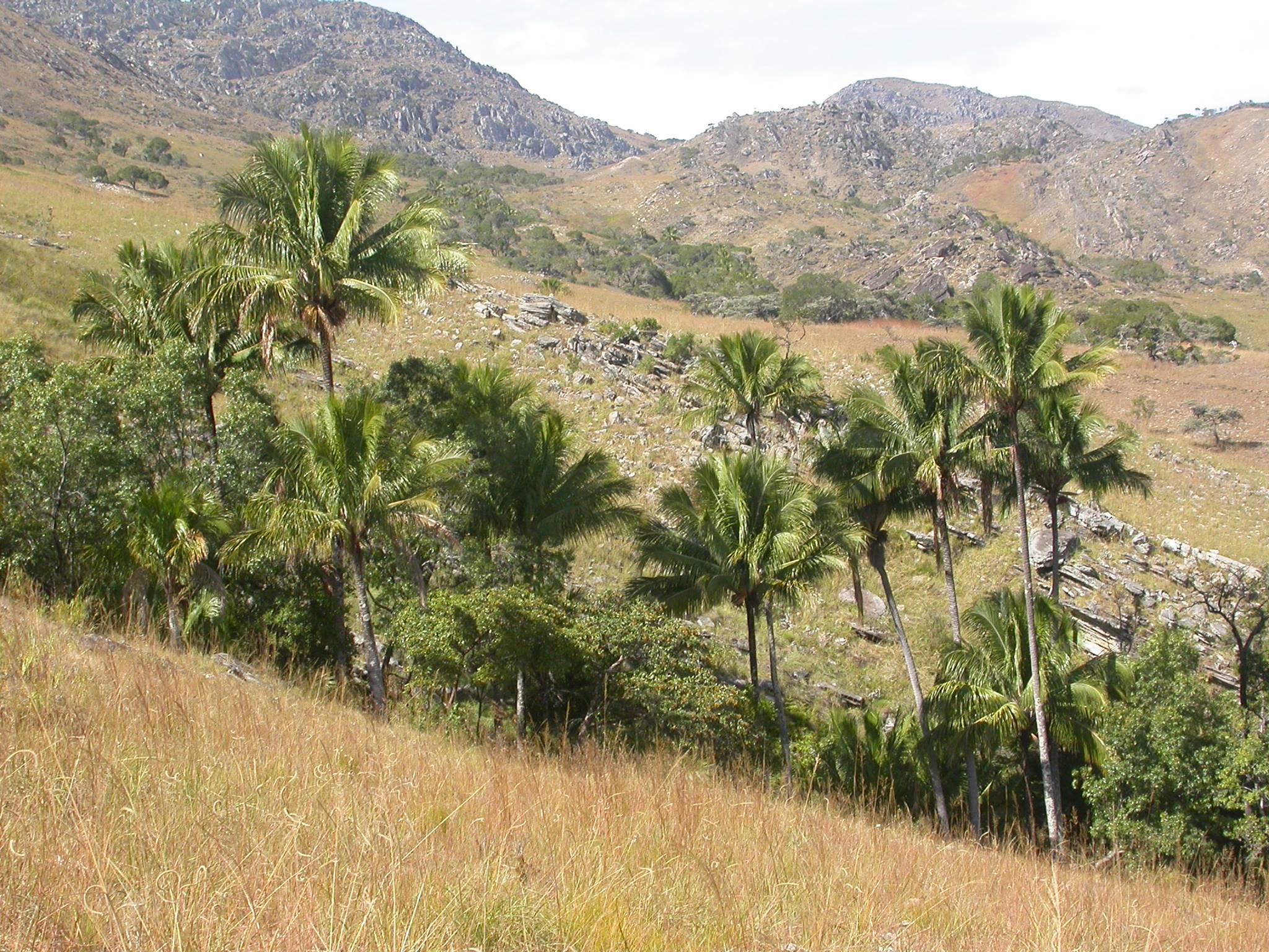 mountain coconut palm Beccariophoenix alfredii – Jurassic Palms