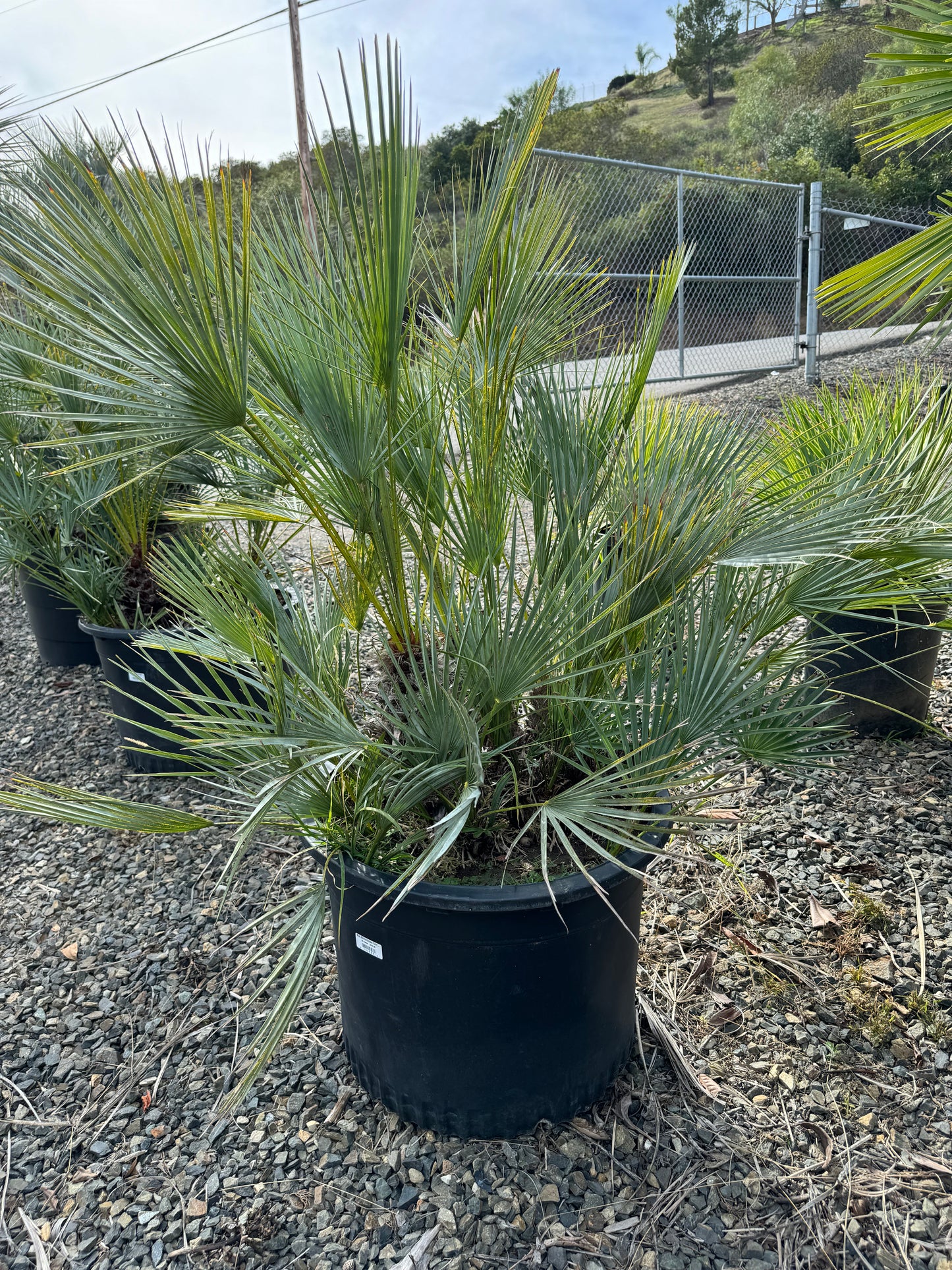 Chamaerops Humilis ‘Cerifera’
