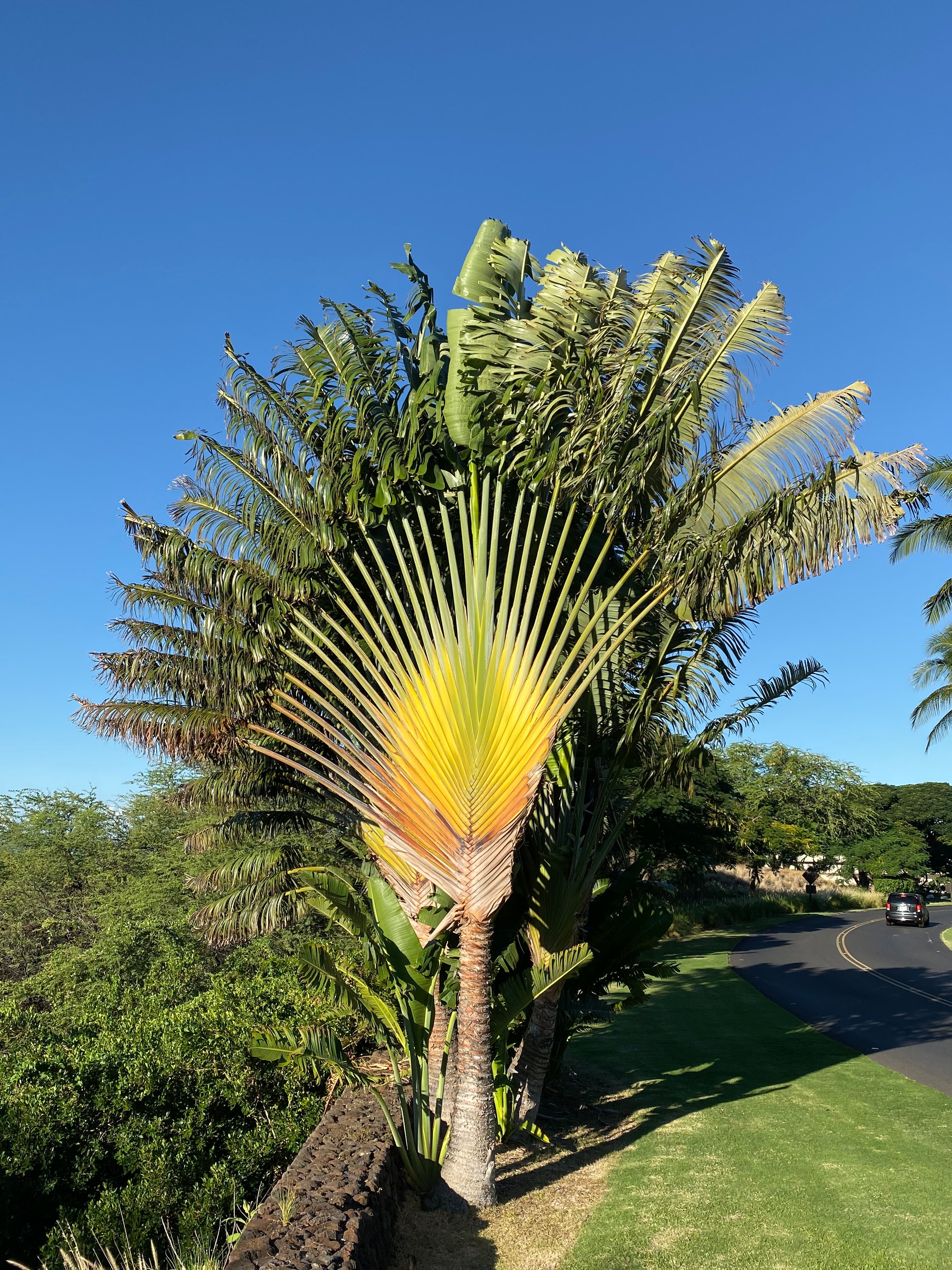 palm tree like plants Ravenala madagascariensis – Jurassic Palms