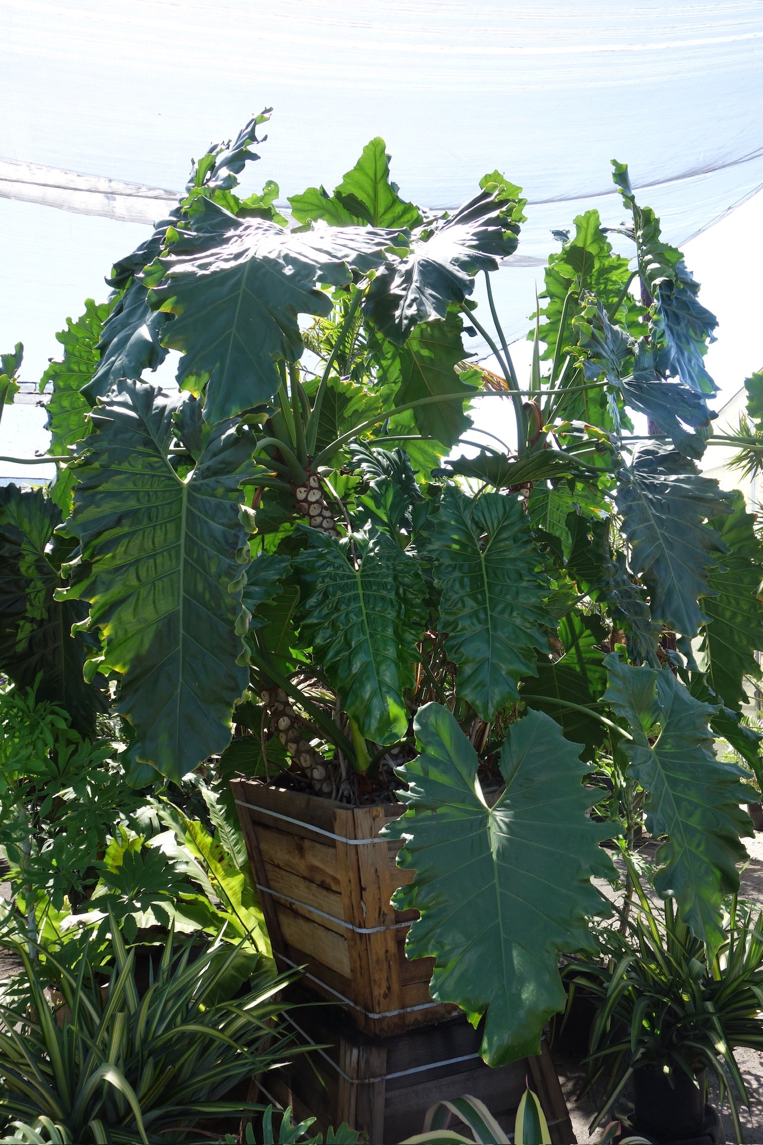 philodendron sheath Philodendron evansii – Jurassic Palms
