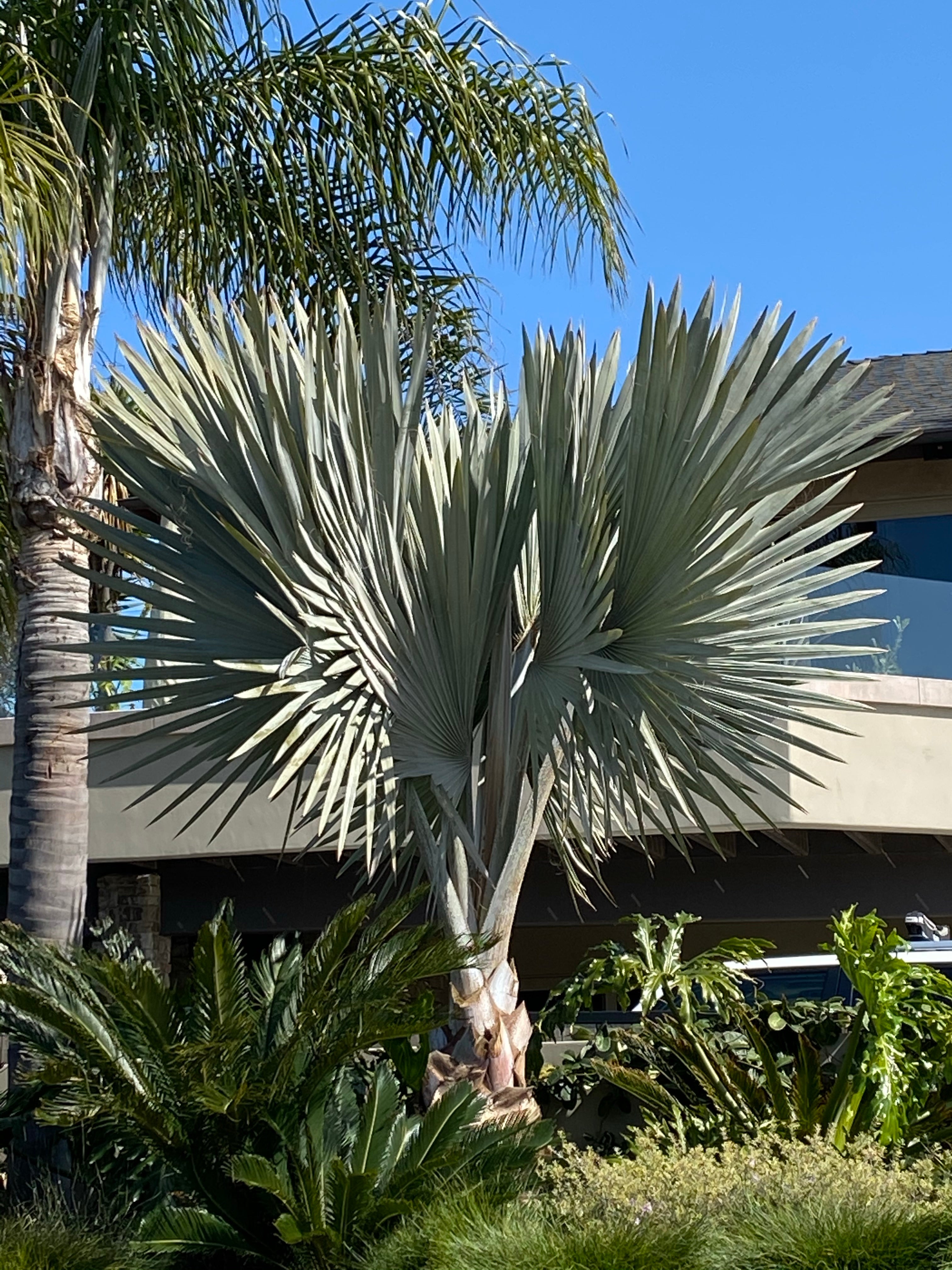 bismarck palm planting Bismarckia nobilis – Jurassic Palms