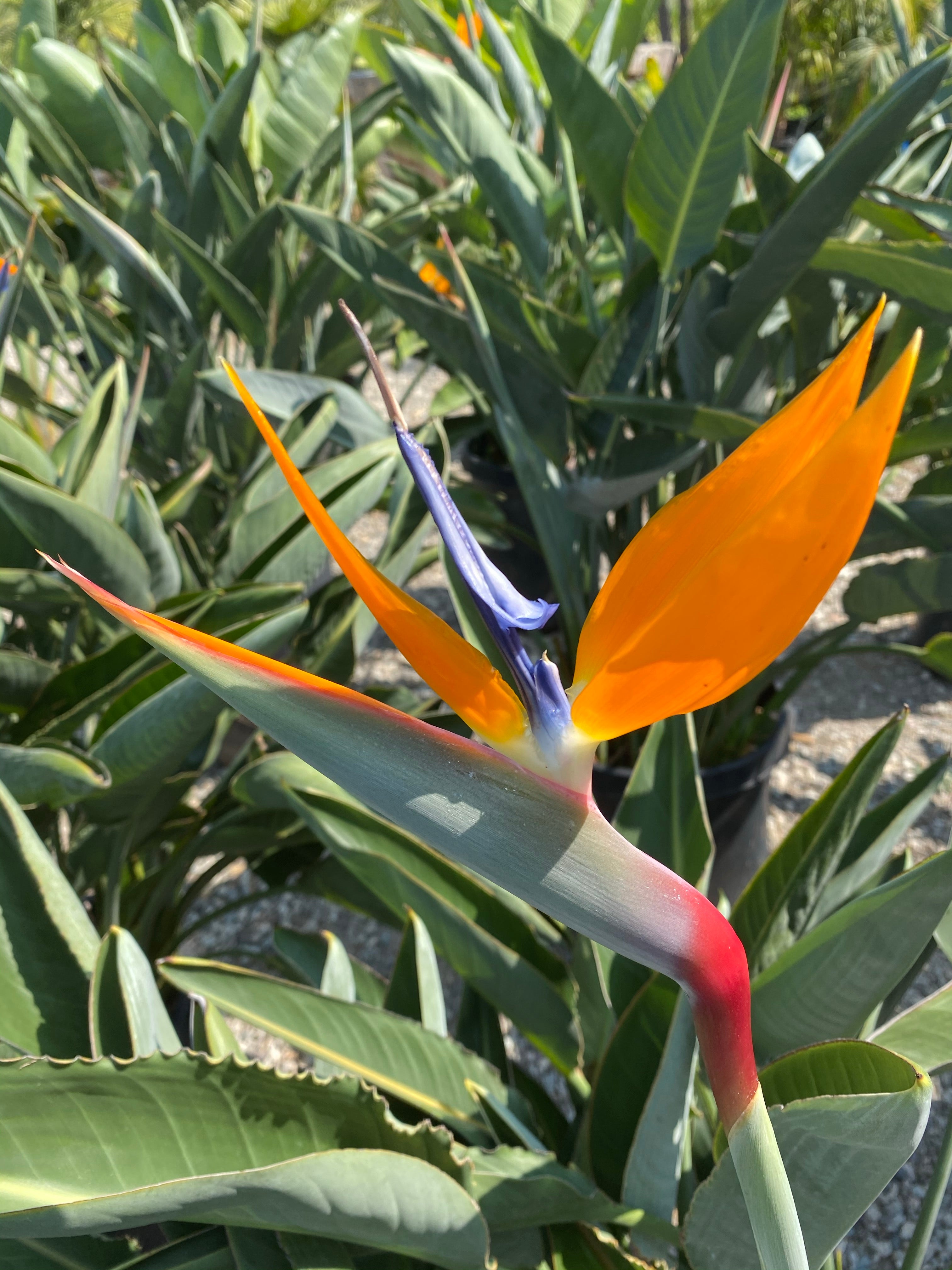 palm of paradise plant Birds of Paradise – Jurassic Palms