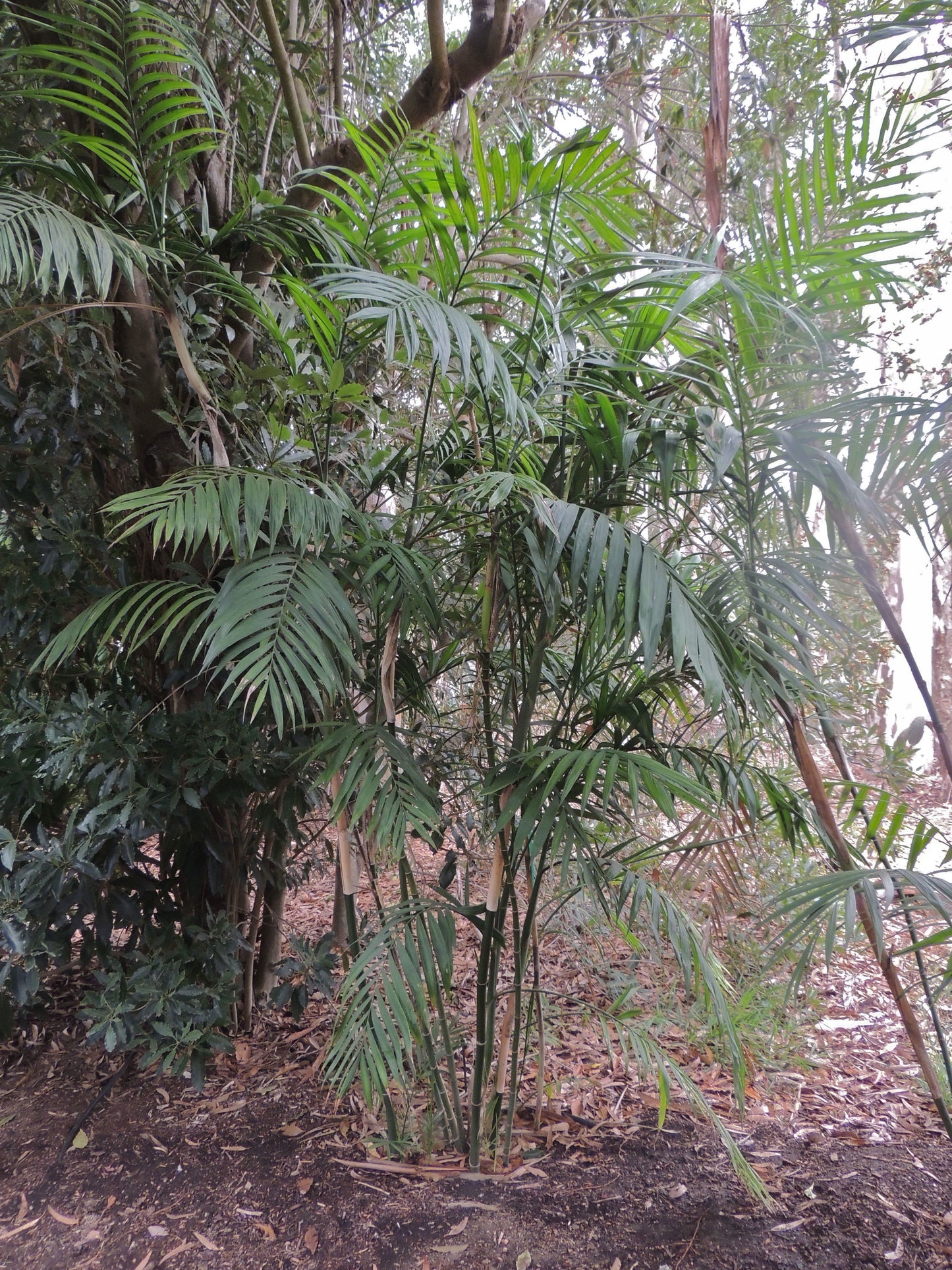 Chamaedorea hooperiana