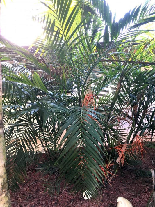 Chamaedorea hooperiana