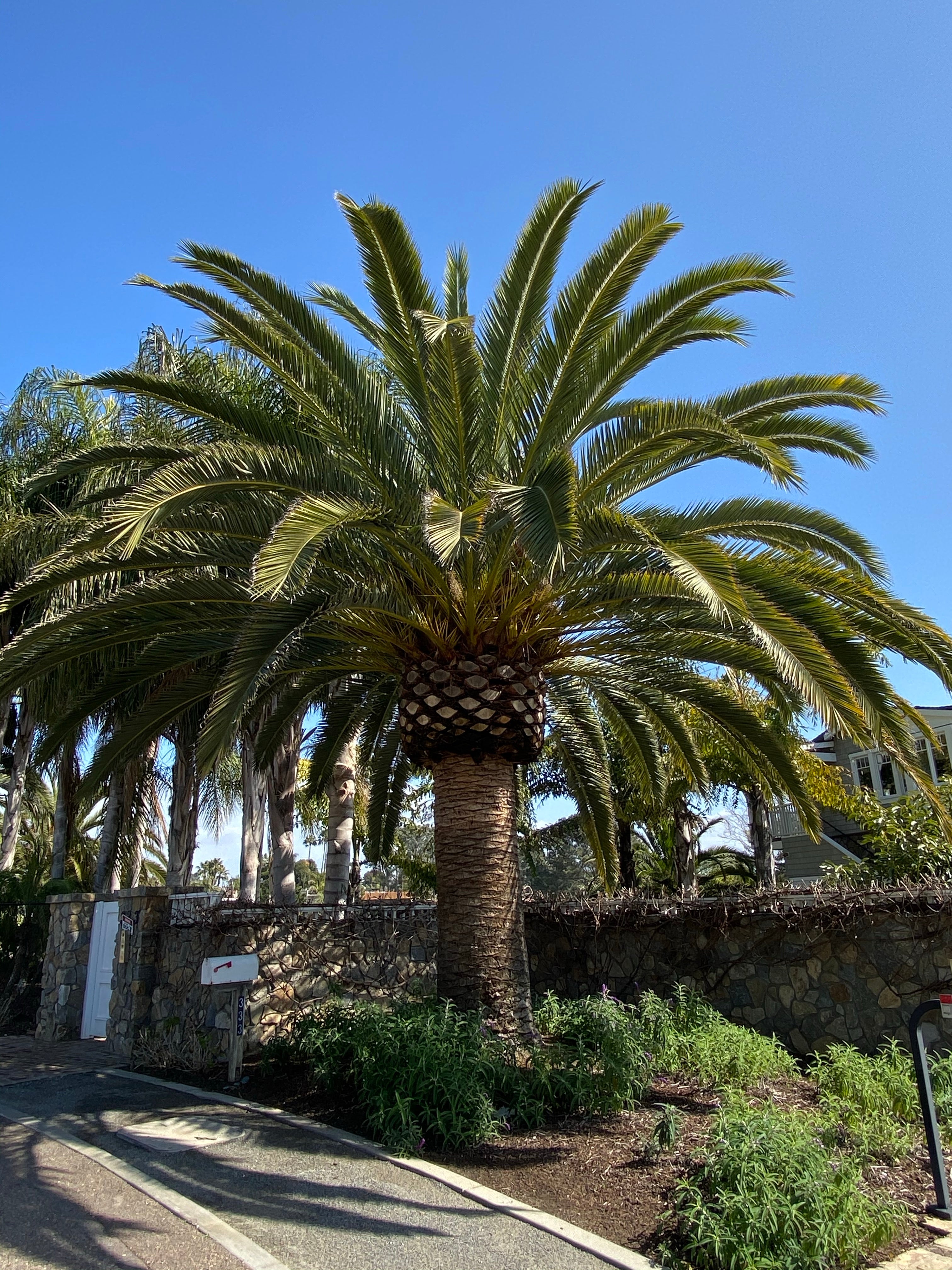 phoenix palm plant Phoenix canariensis – Jurassic Palms