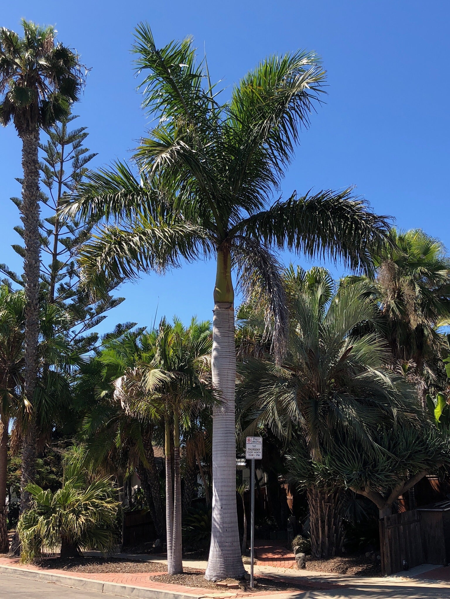 Royal Palm, Roystonea Regia