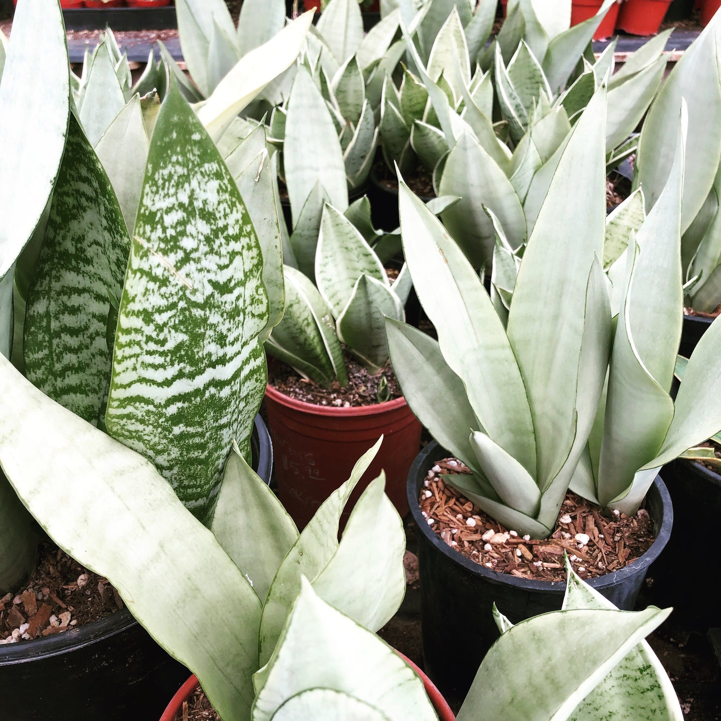 Sansevieria “Moonshine”