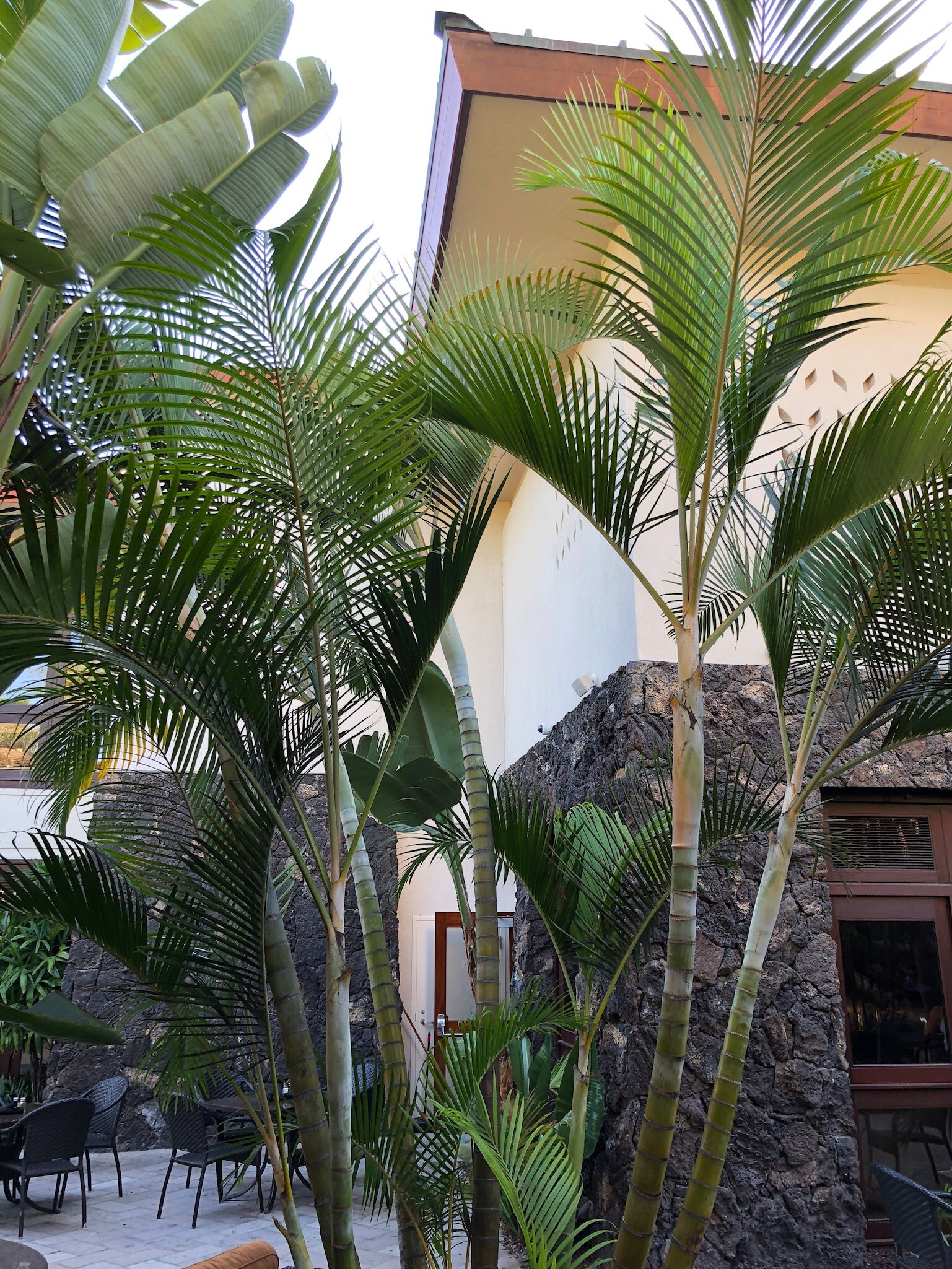 areca palm live dypsis lutescens Dypsis lutescens – Jurassic Palms