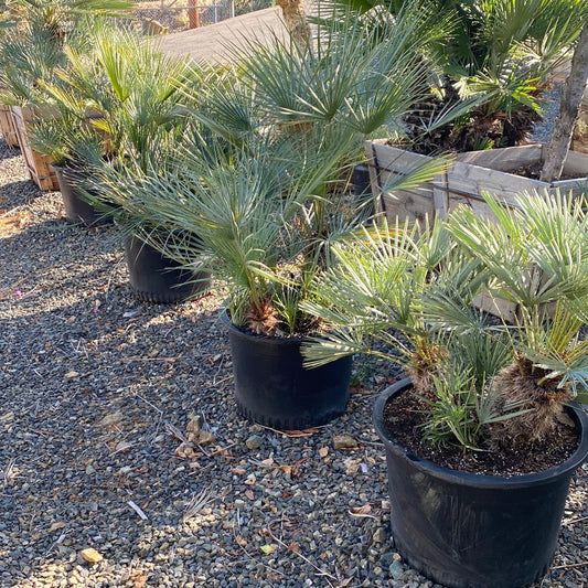 Chamaerops Humilis ‘Cerifera’