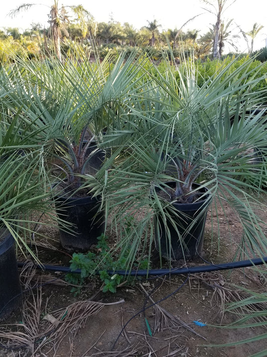 Butia Odorata