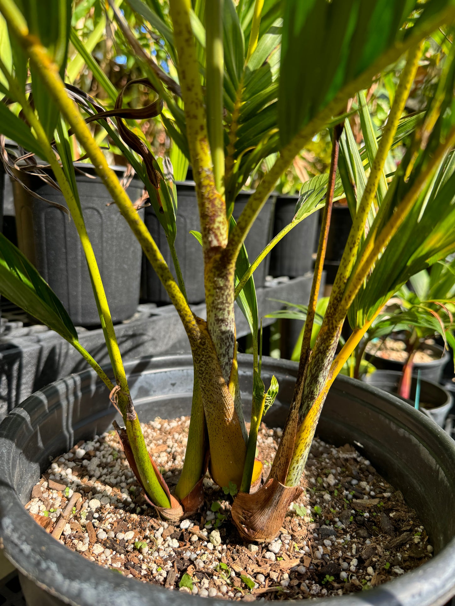 Dypsis lutescens