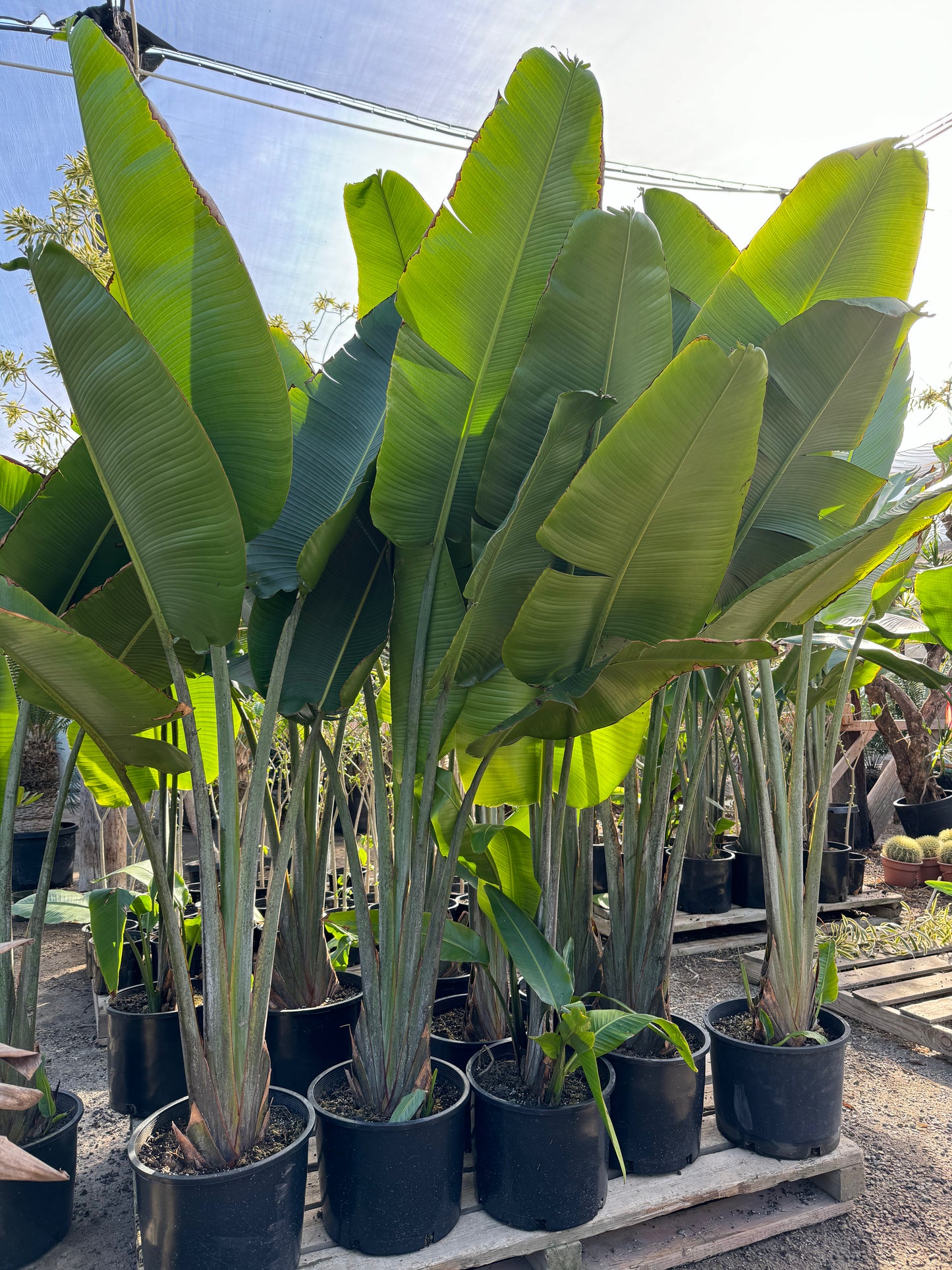 Ravenala madagascariensis