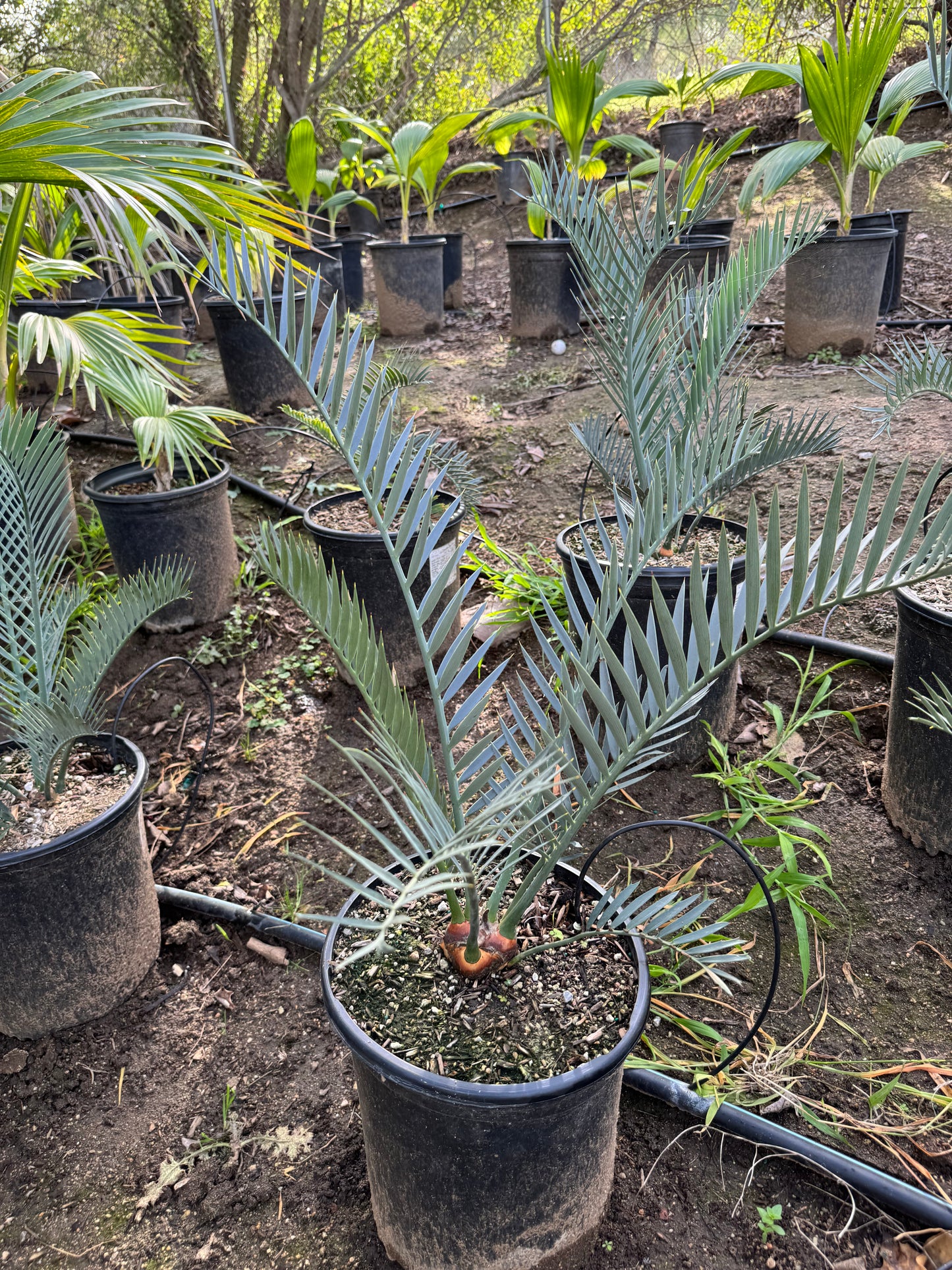 Encephalartos lehmannii