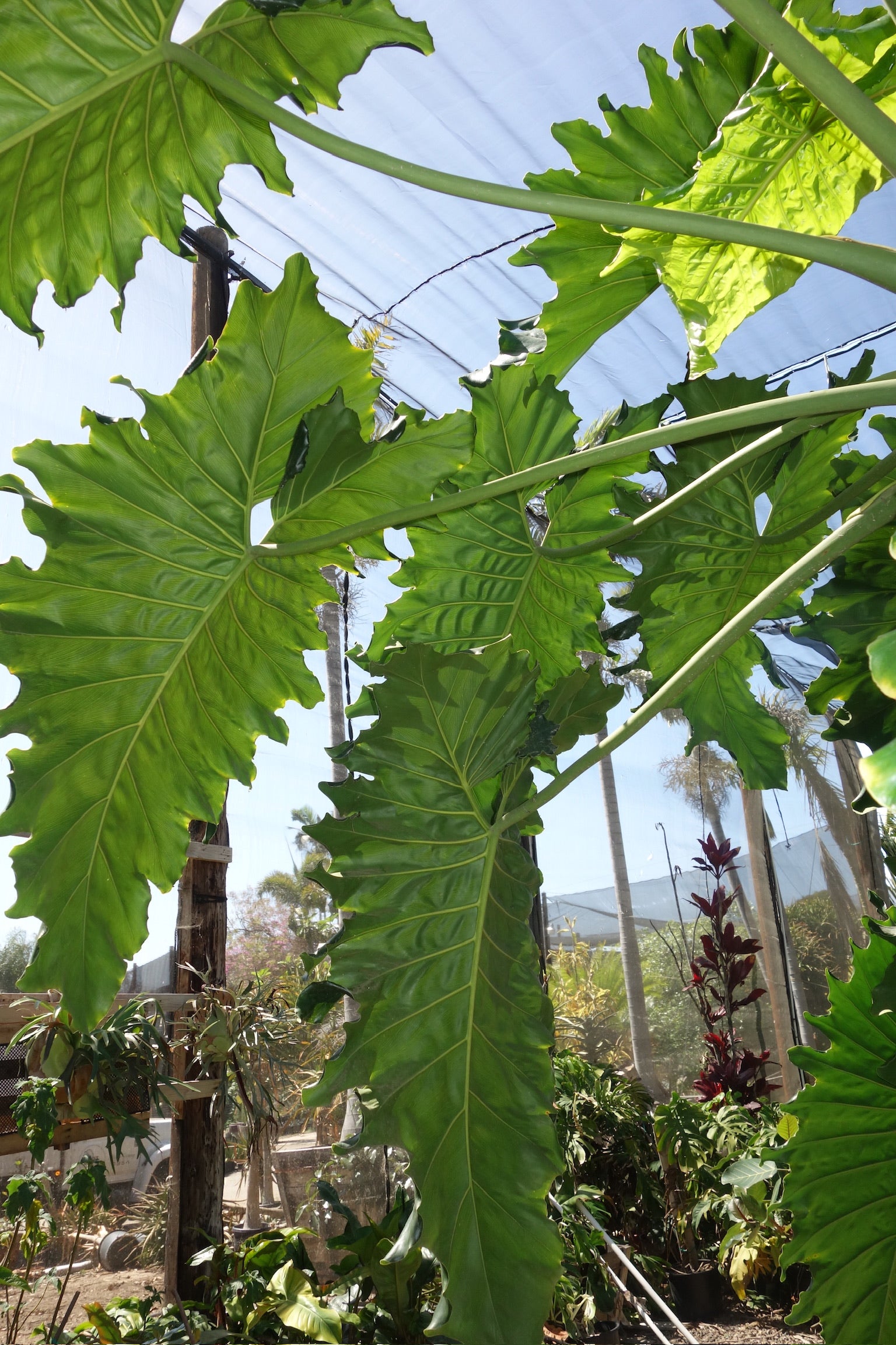 philodendron eva Philodendron evansii – Jurassic Palms
