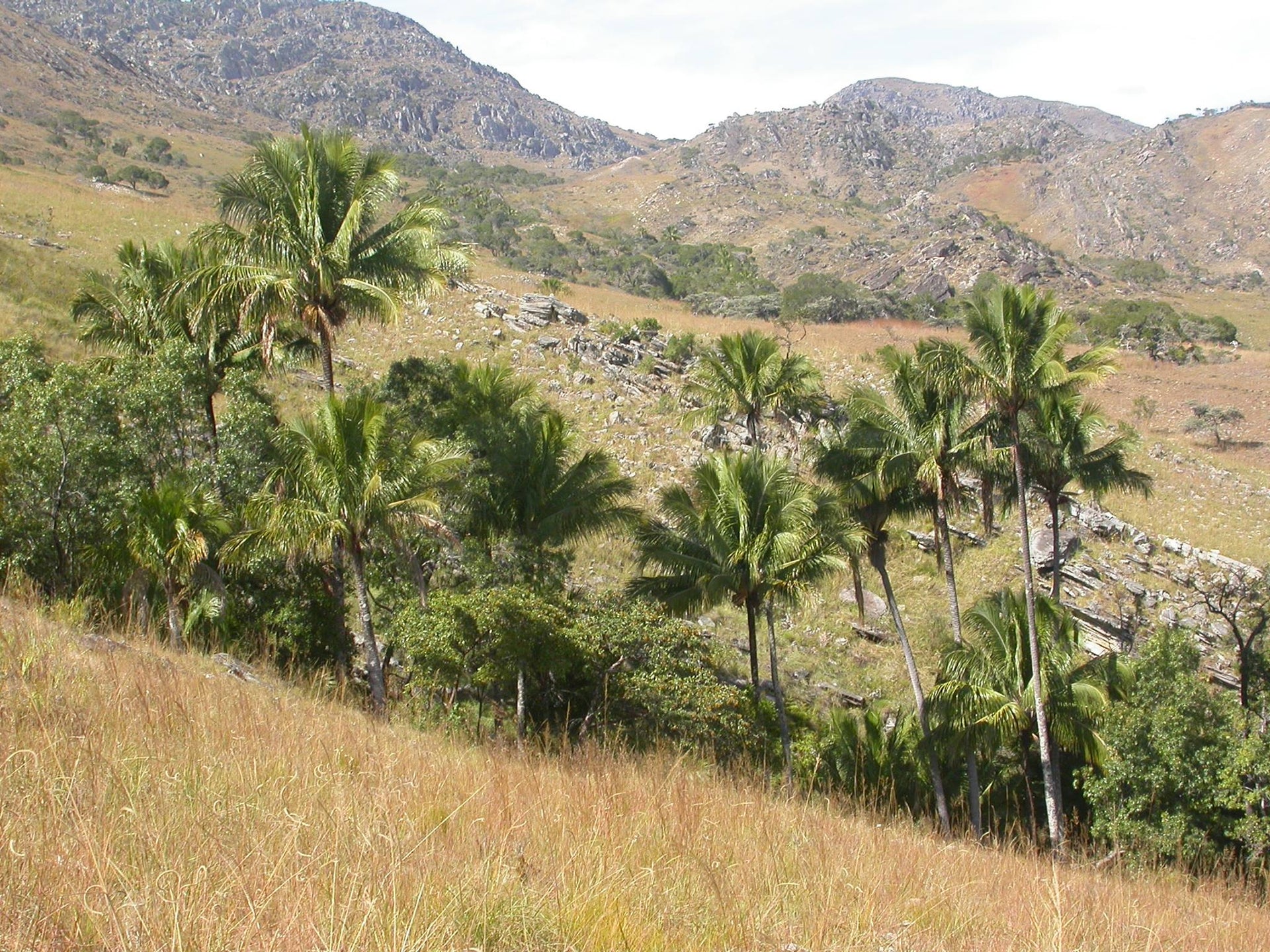 madagascar coconut palm Beccariophoenix alfredii – Jurassic Palms