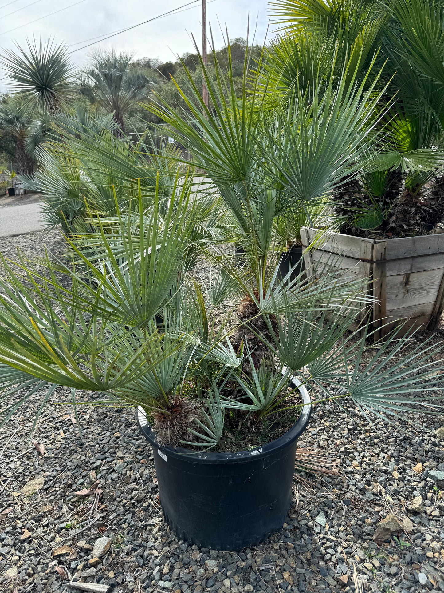 Chamaerops Humilis ‘Cerifera’