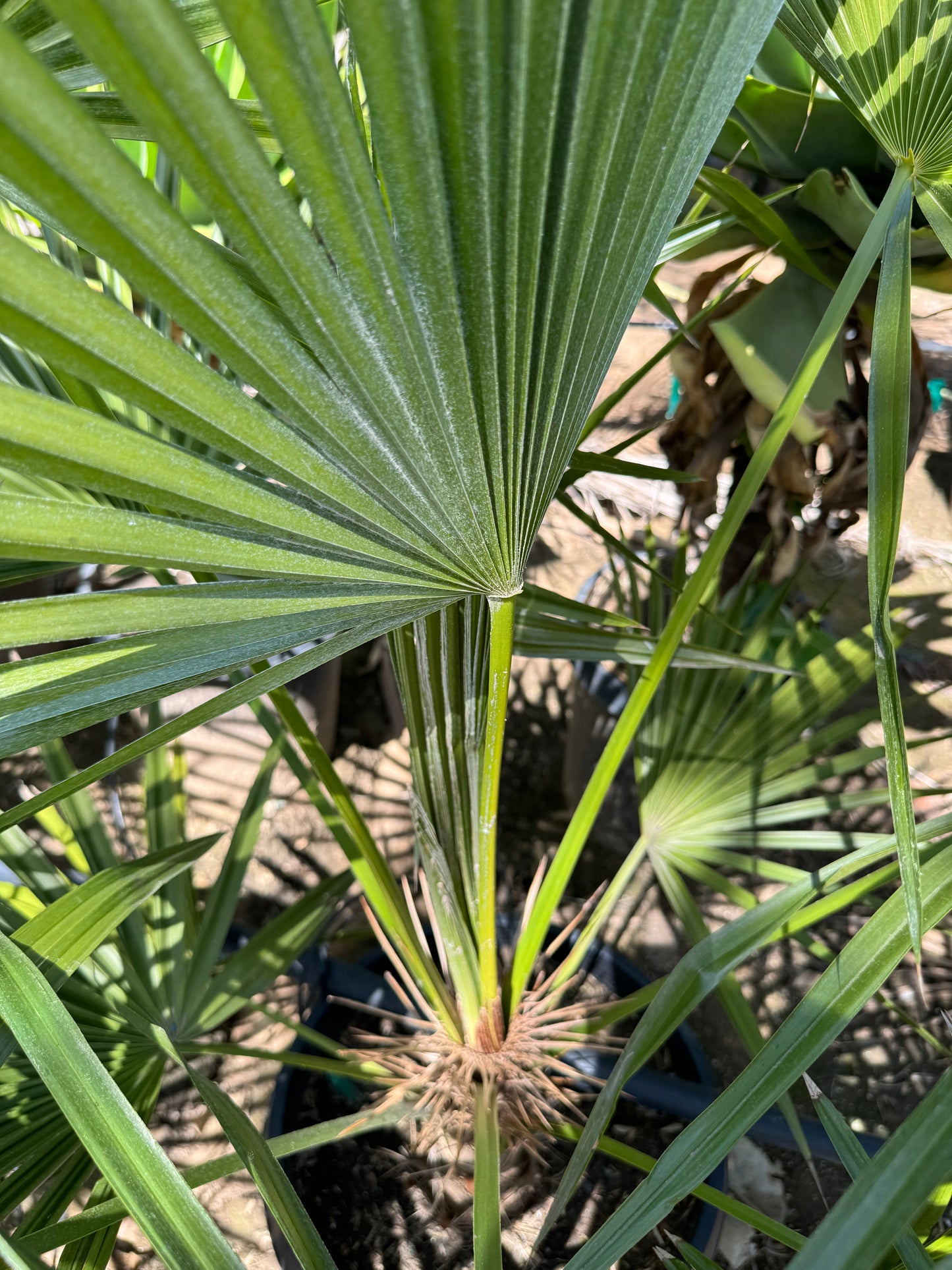 Trithrinax acanthocoma