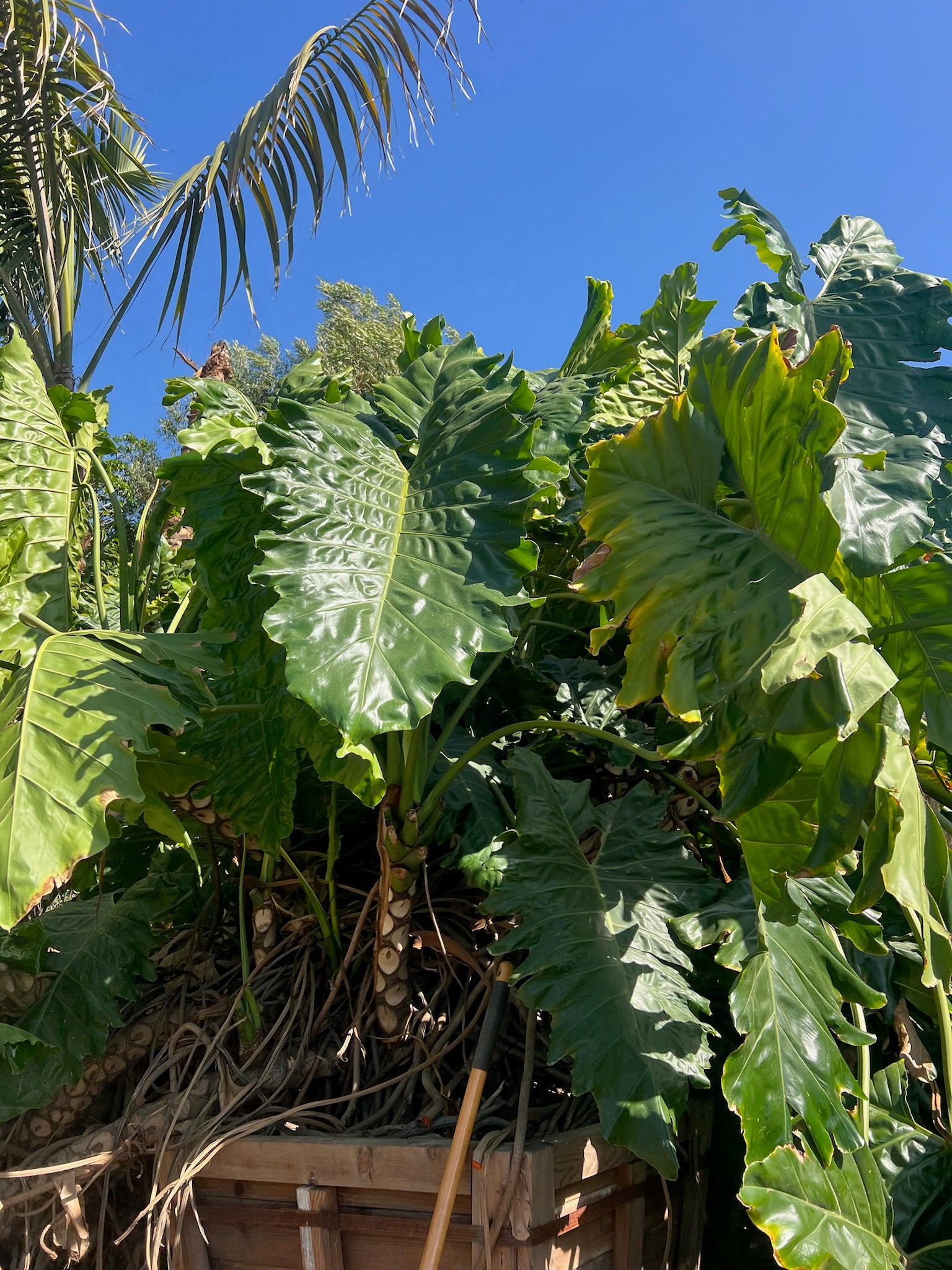 philodendron evansii for sale Philodendron evansii – Jurassic Palms