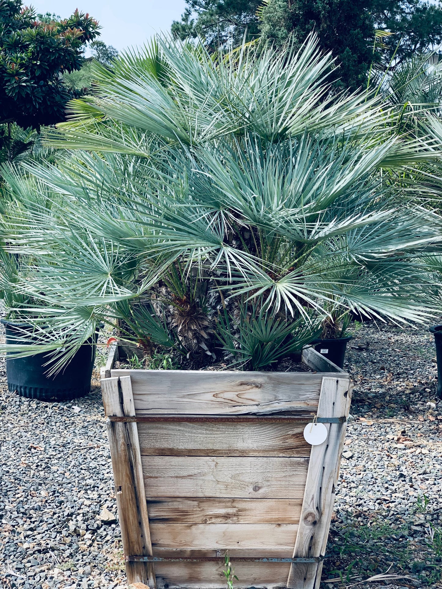 Chamaerops Humilis ‘Cerifera’