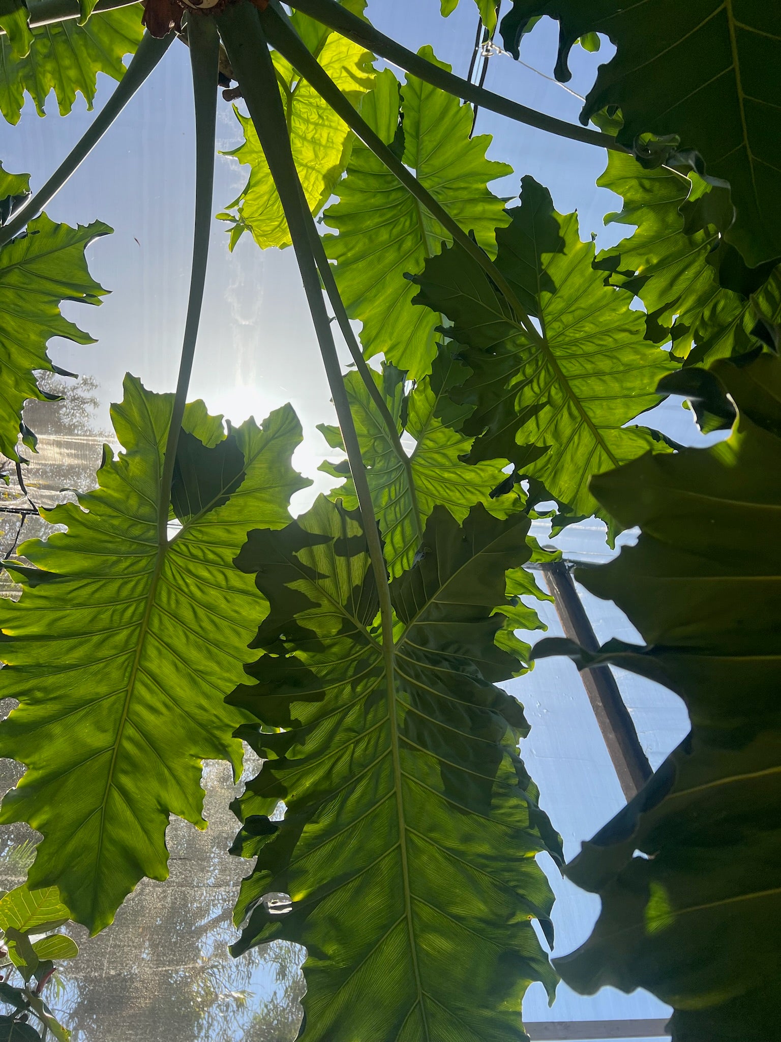 philodendron evansii for sale Philodendron evansii – Jurassic Palms