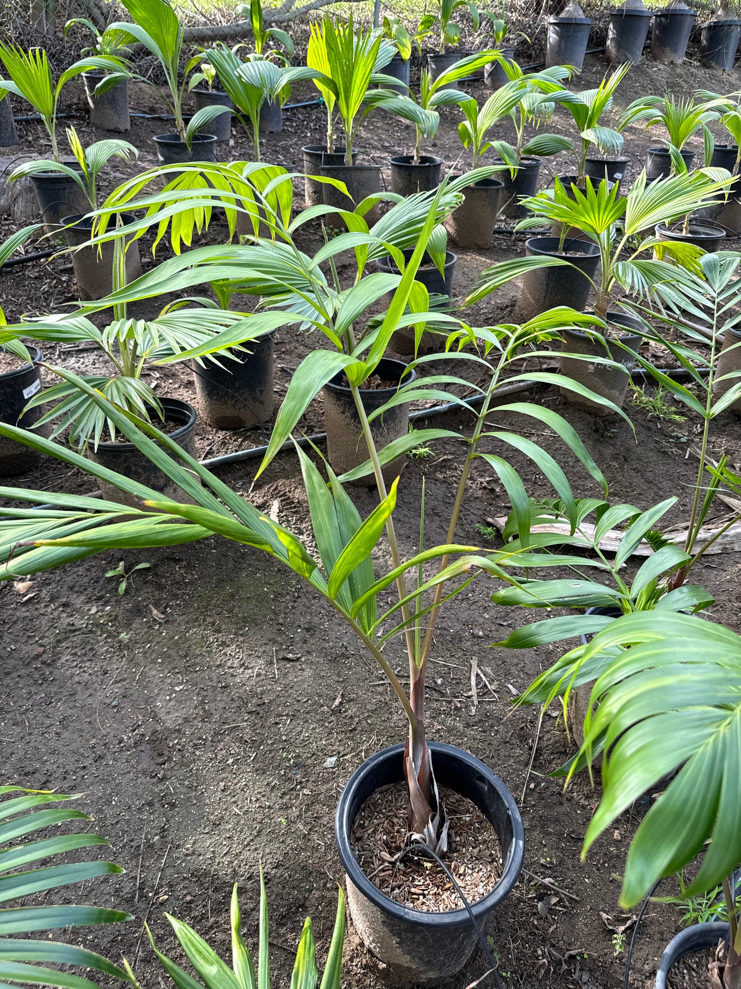 Dypsis lanceolota