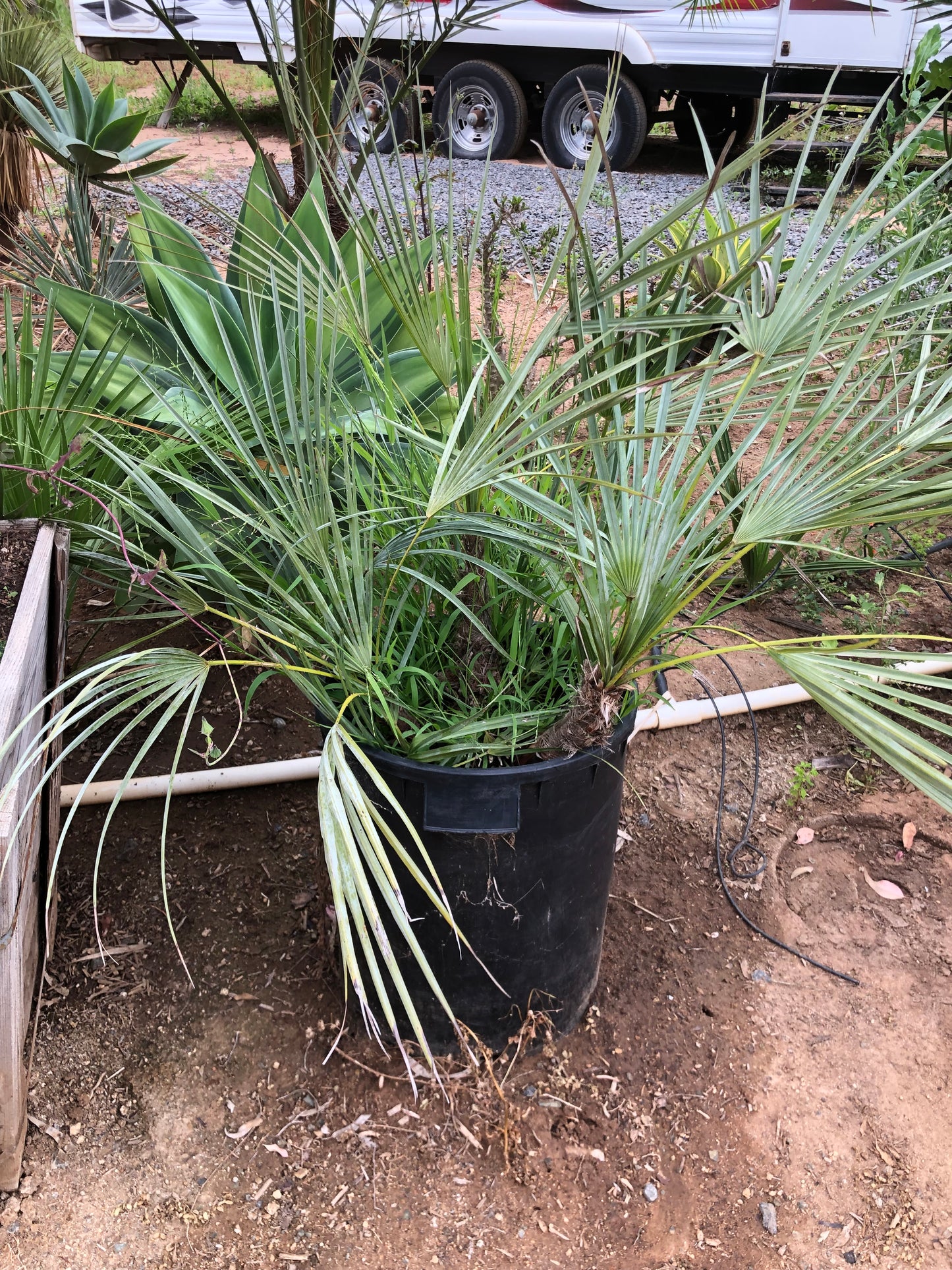 Chamaerops Humilis ‘Cerifera’