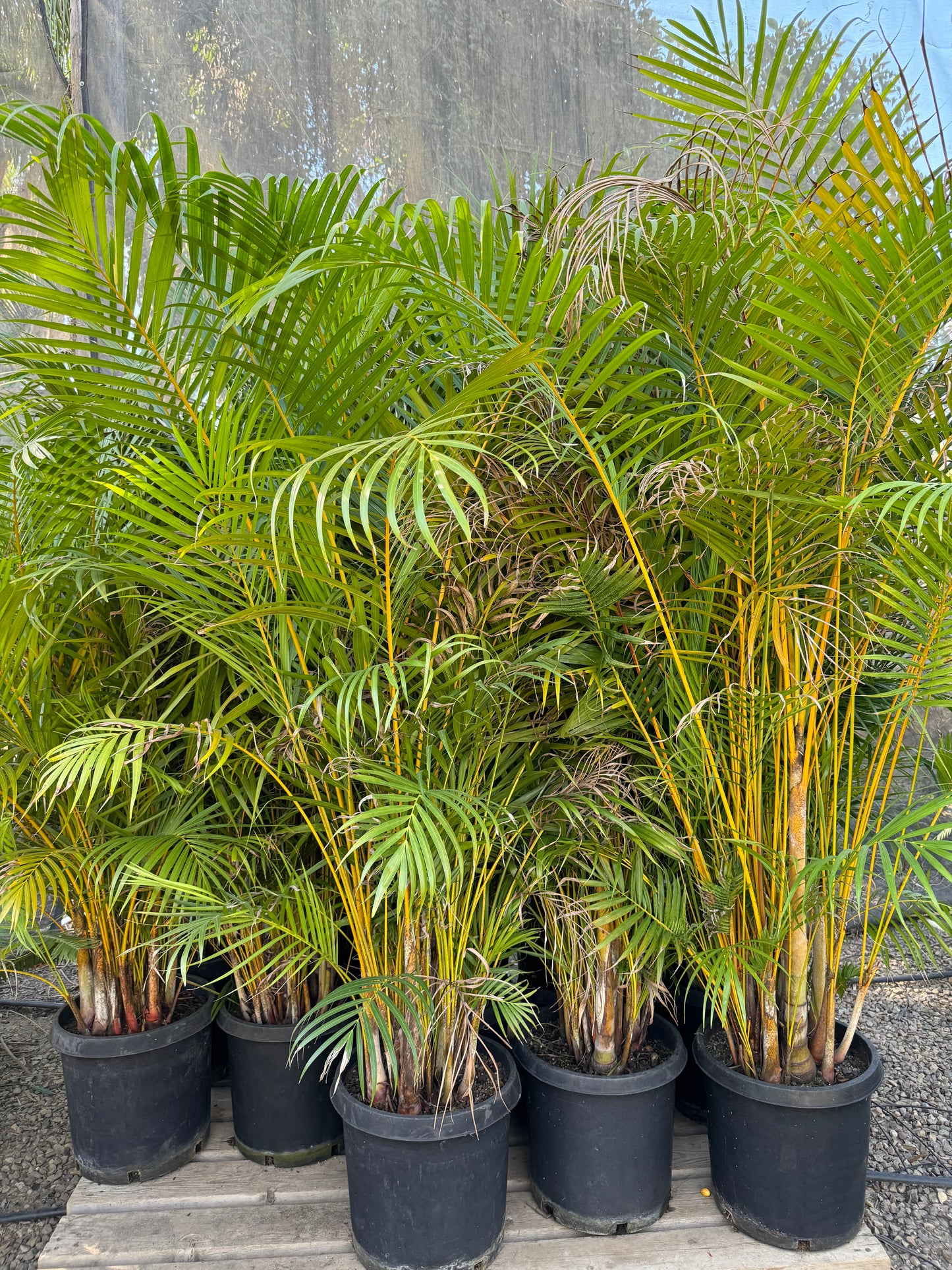Dypsis lutescens