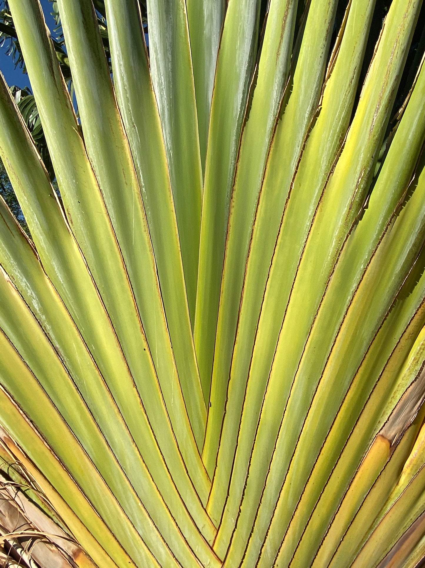 Ravenala madagascariensis