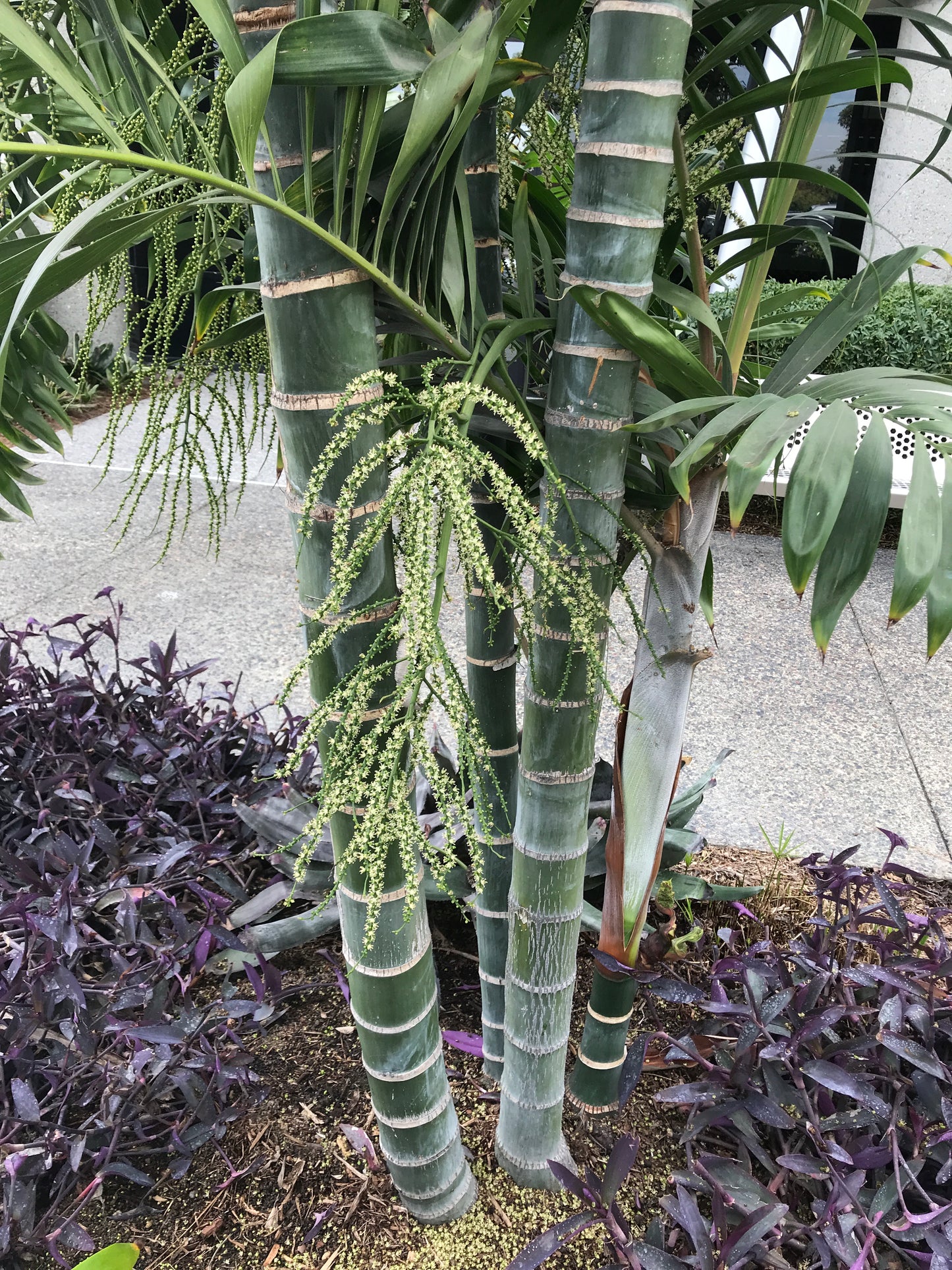 Dypsis lanceolota