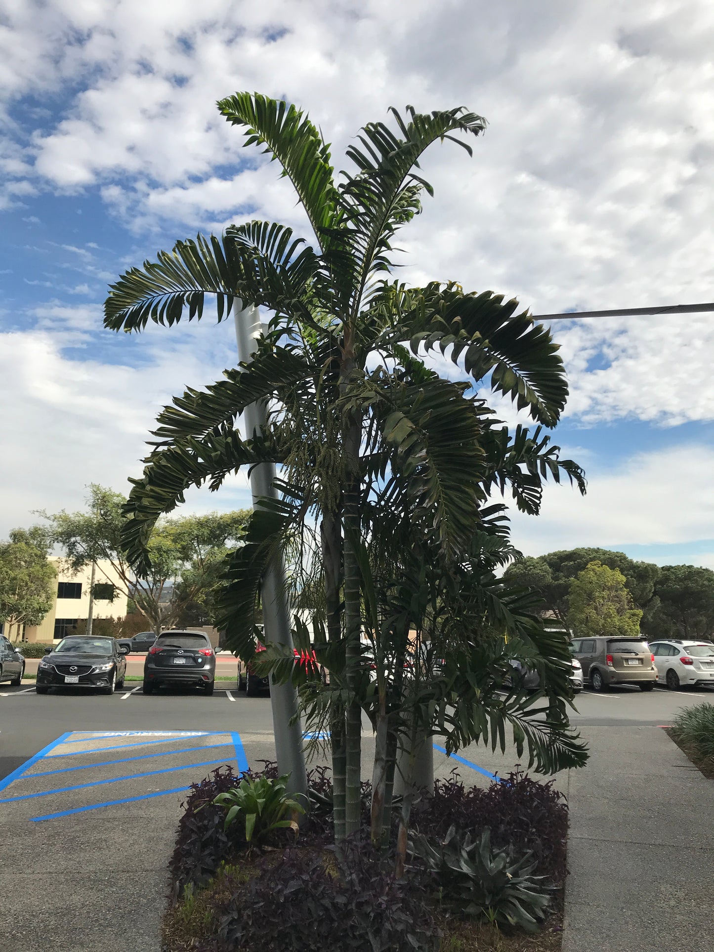 Dypsis lanceolota