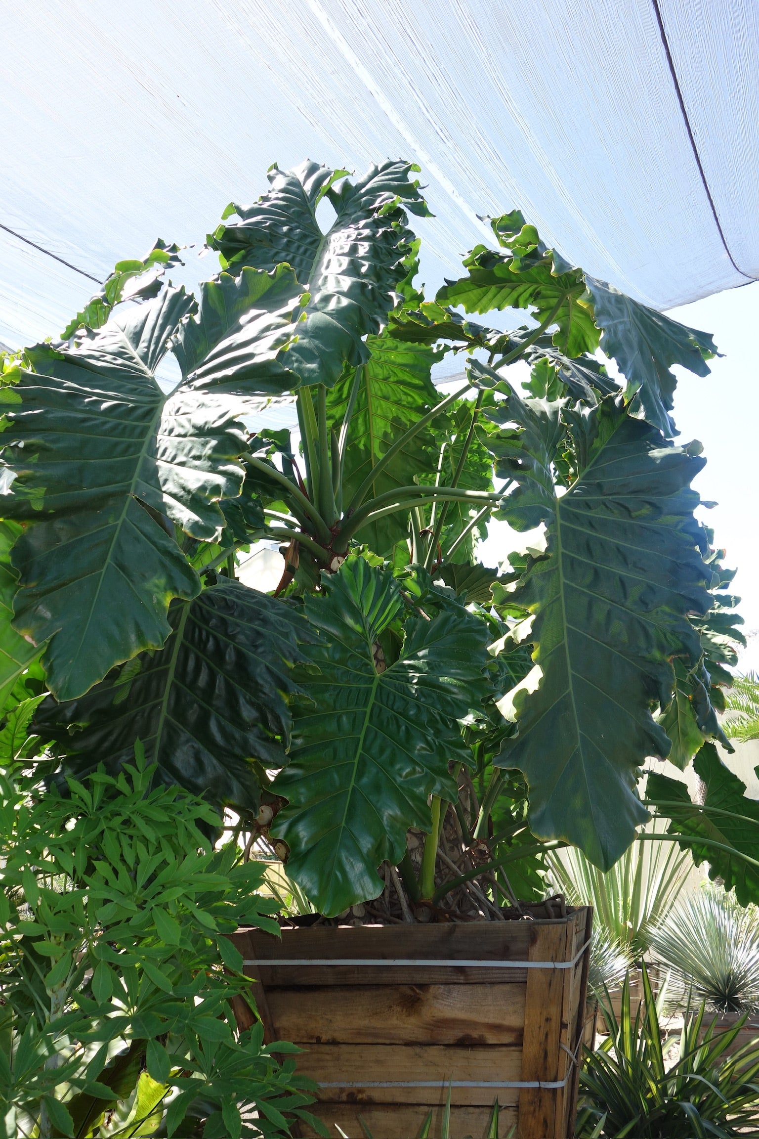 philodendron x evansii Philodendron evansii – Jurassic Palms