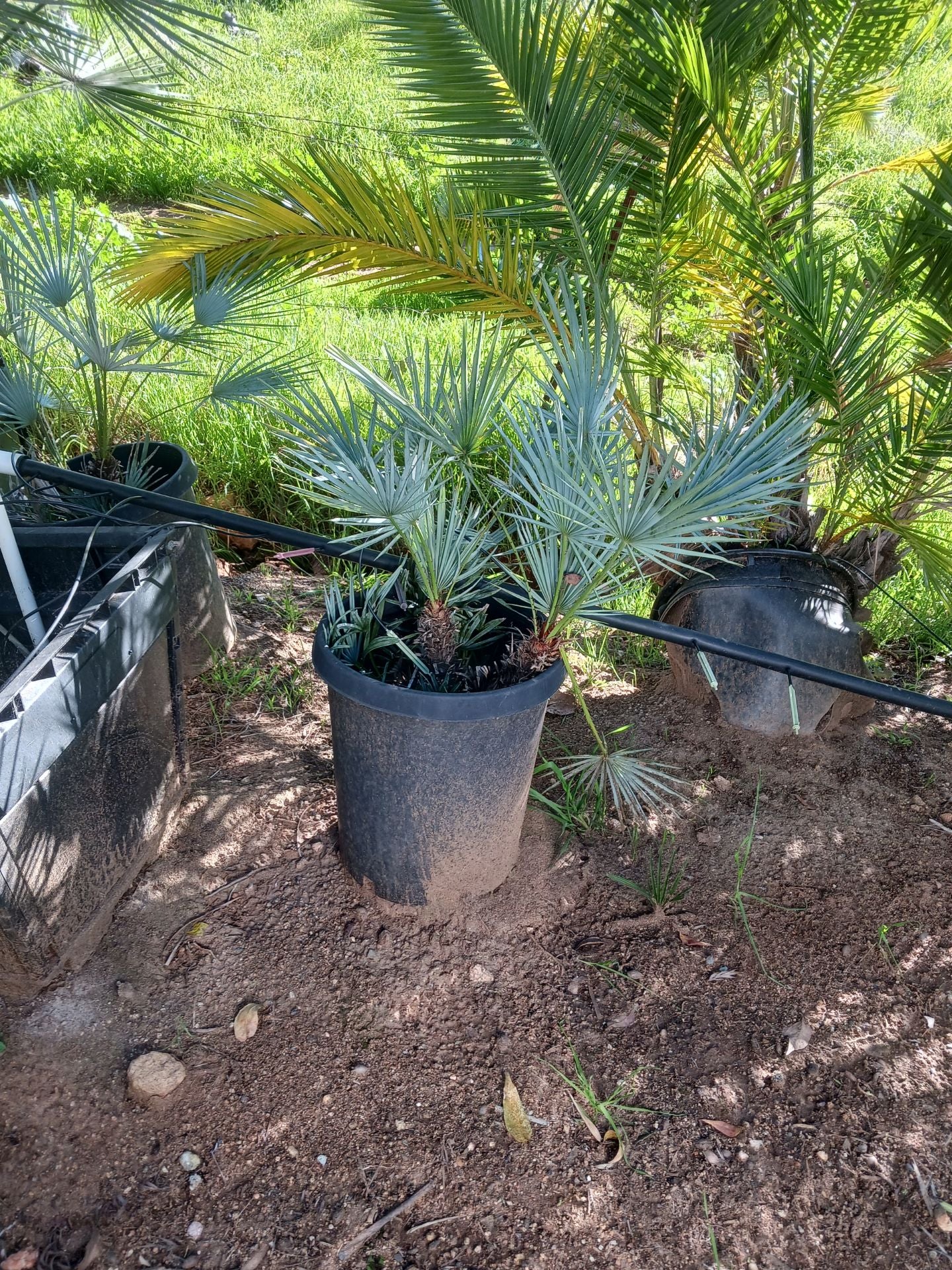 Chamaerops Humilis ‘Cerifera’