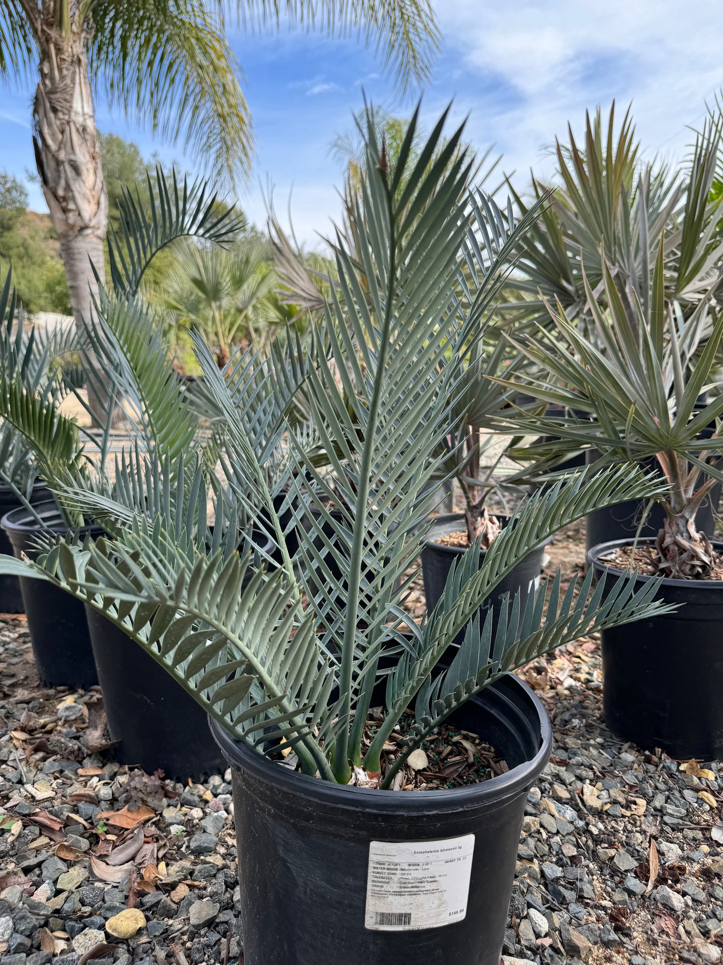 Encephalartos lehmannii