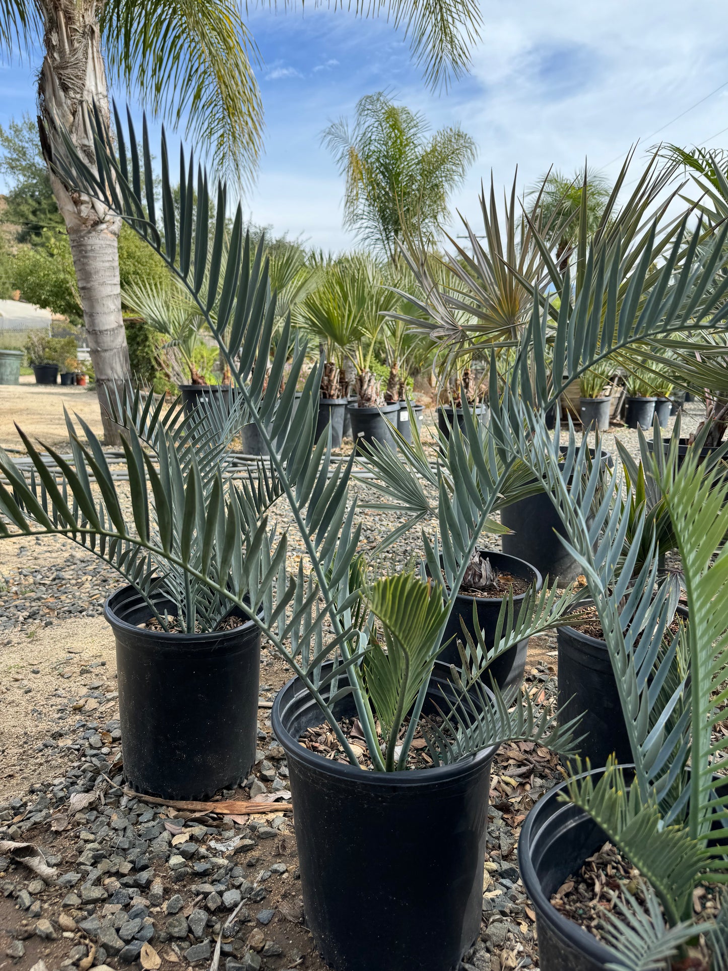 Encephalartos lehmannii