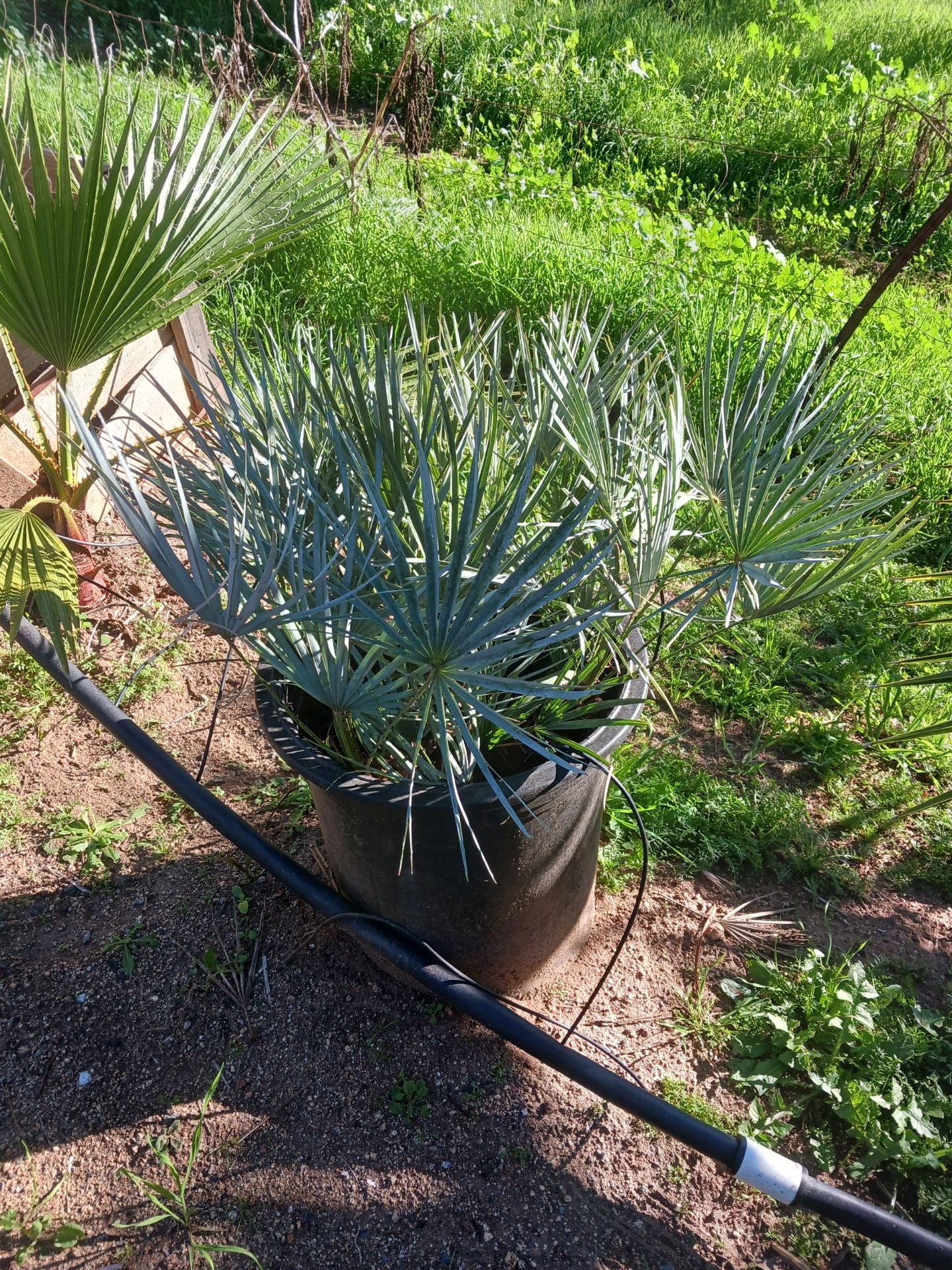 Chamaerops Humilis ‘Cerifera’