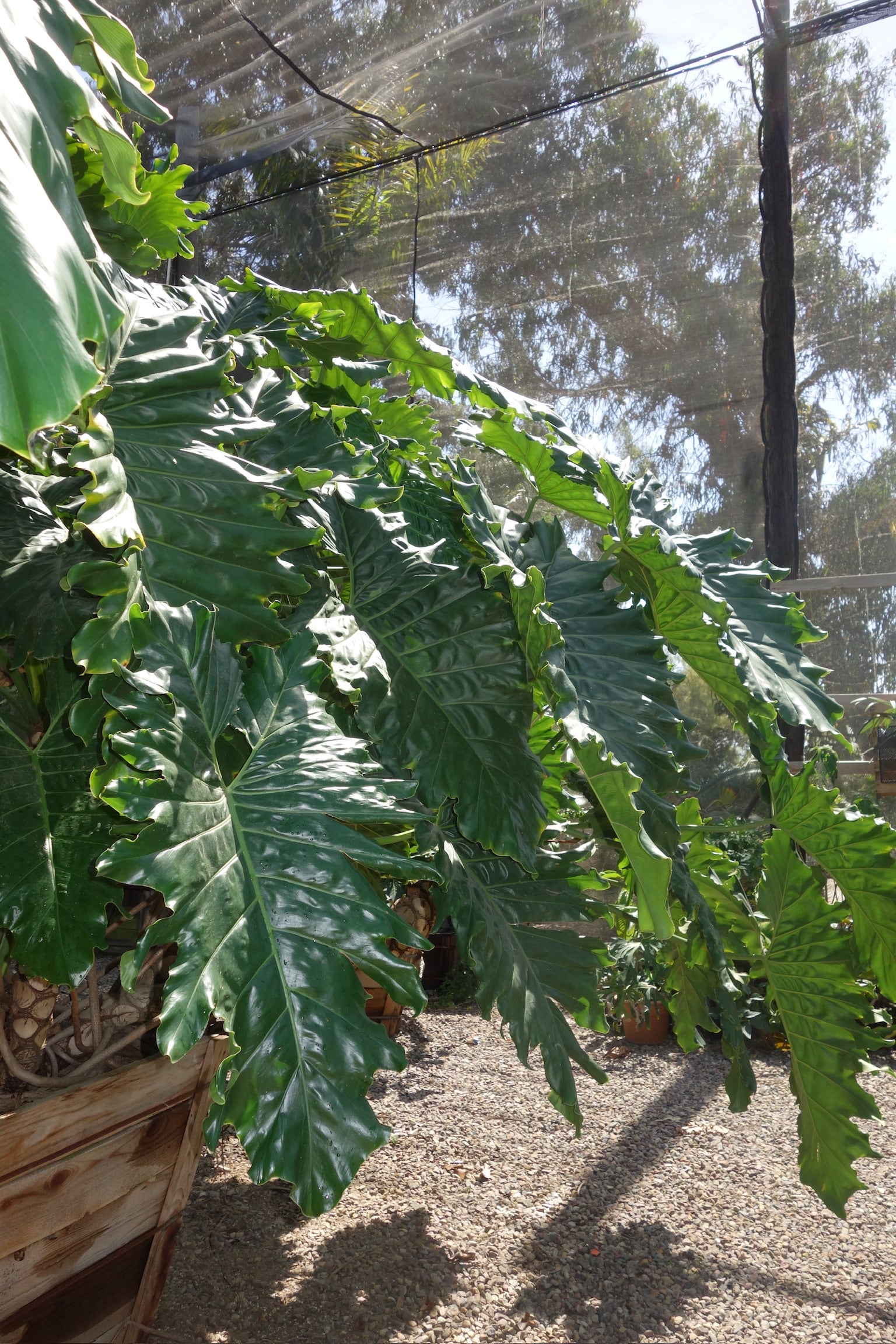 eva philodendron Philodendron evansii – Jurassic Palms