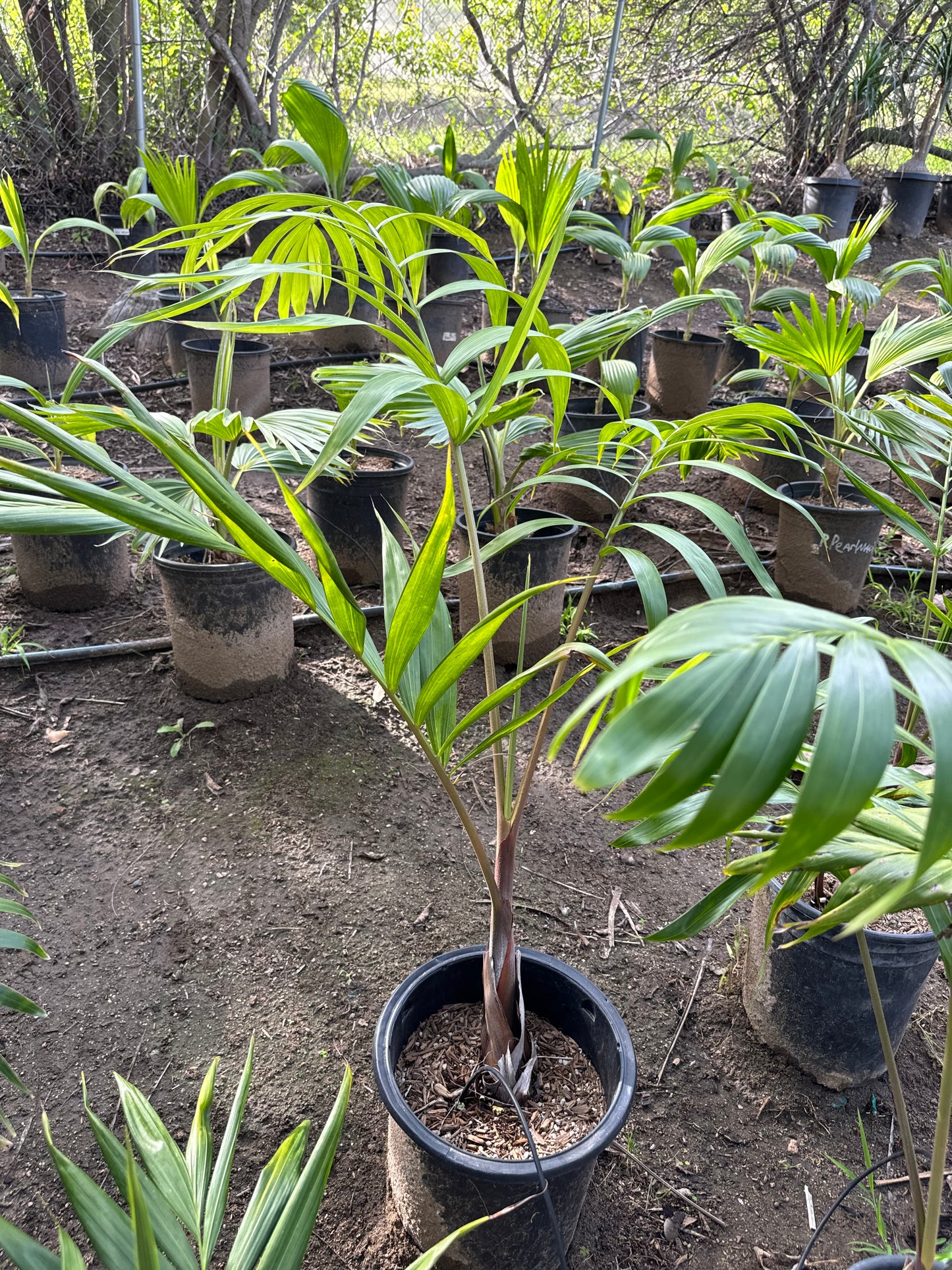 Dypsis lanceolota