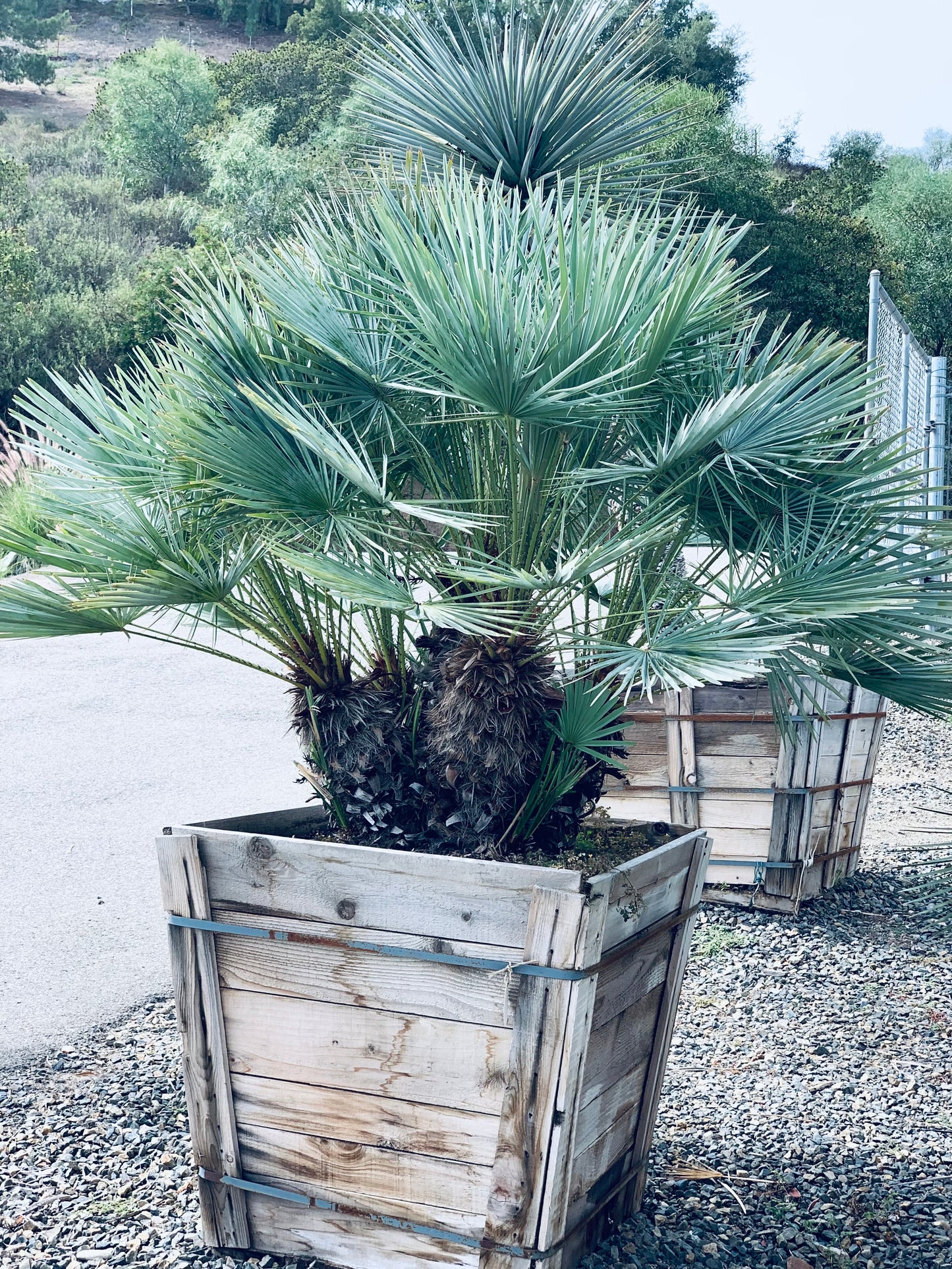 Chamaerops Humilis ‘Cerifera’