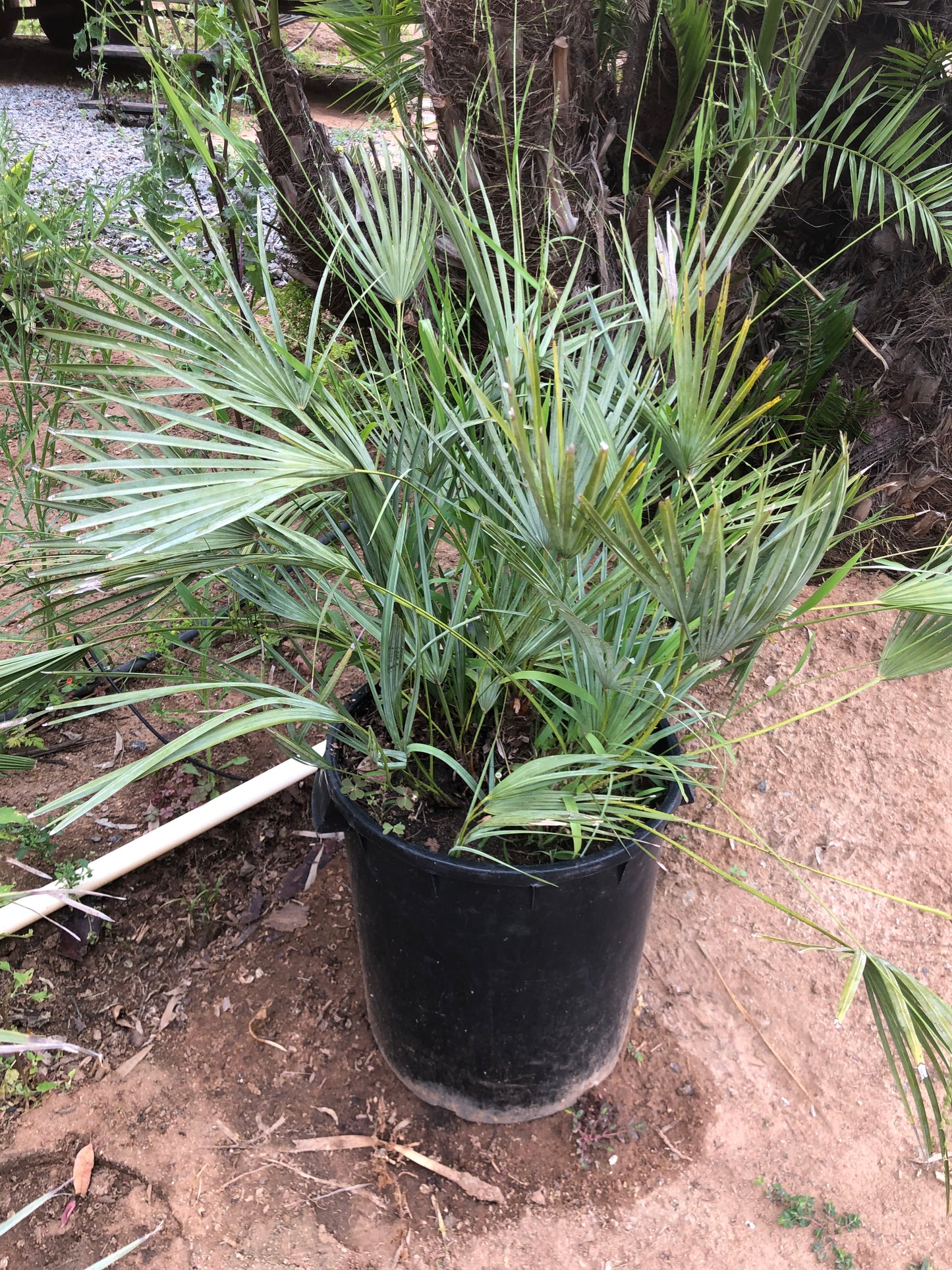 Chamaerops Humilis ‘Cerifera’