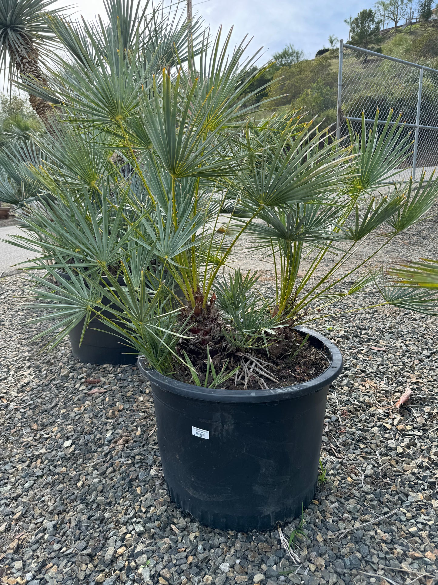 Chamaerops Humilis ‘Cerifera’