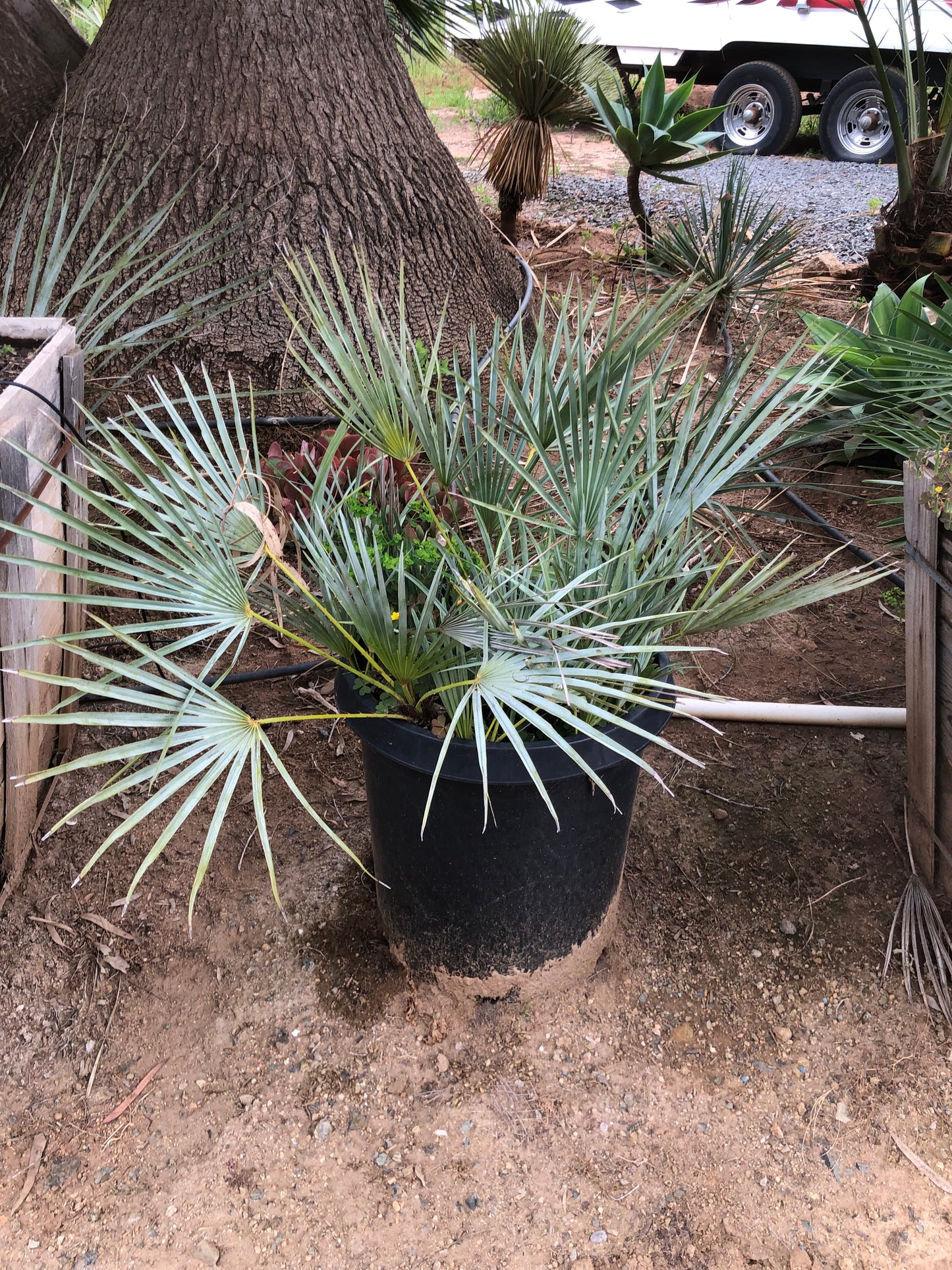 Chamaerops Humilis ‘Cerifera’