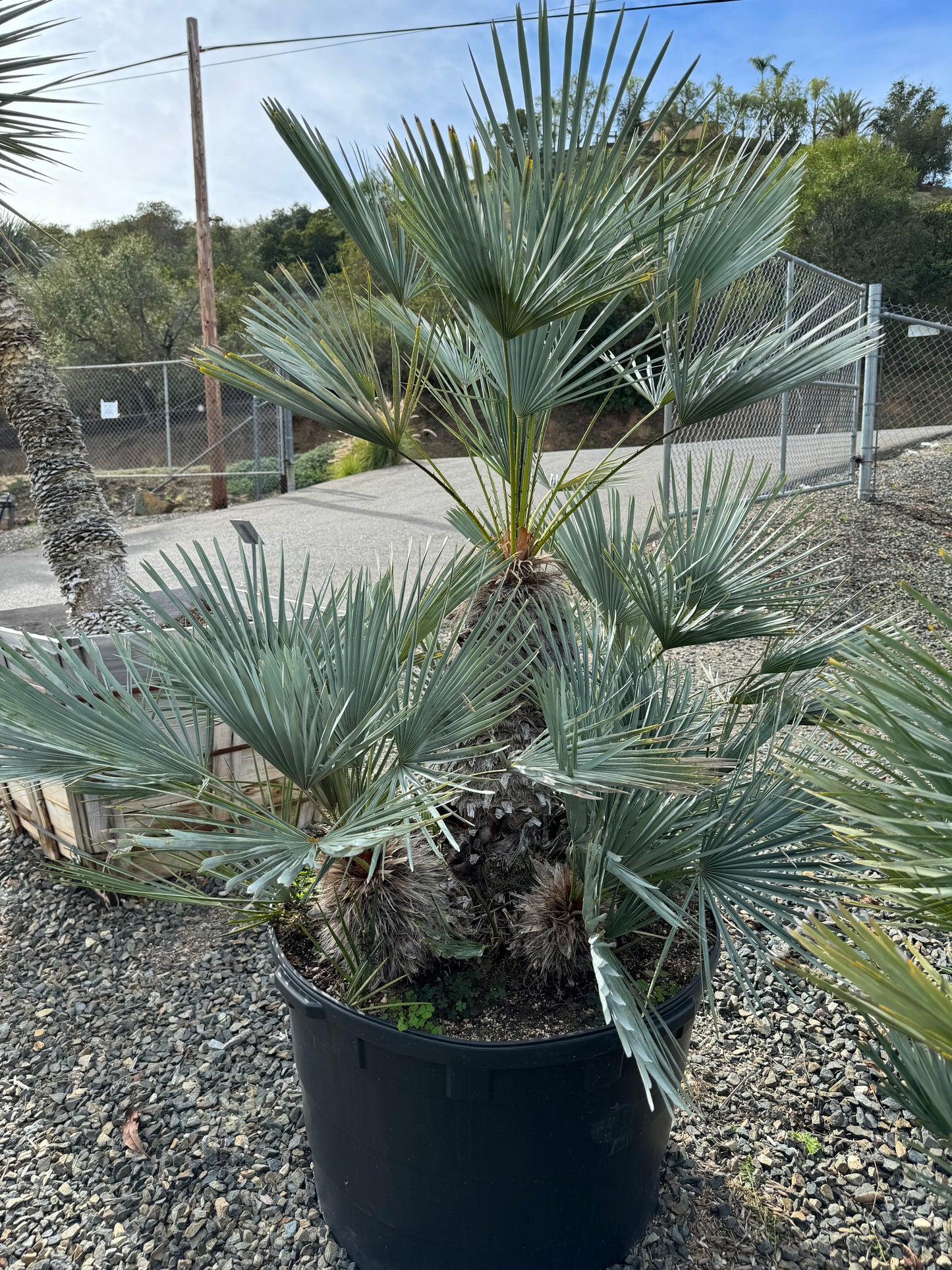 Chamaerops Humilis ‘Cerifera’