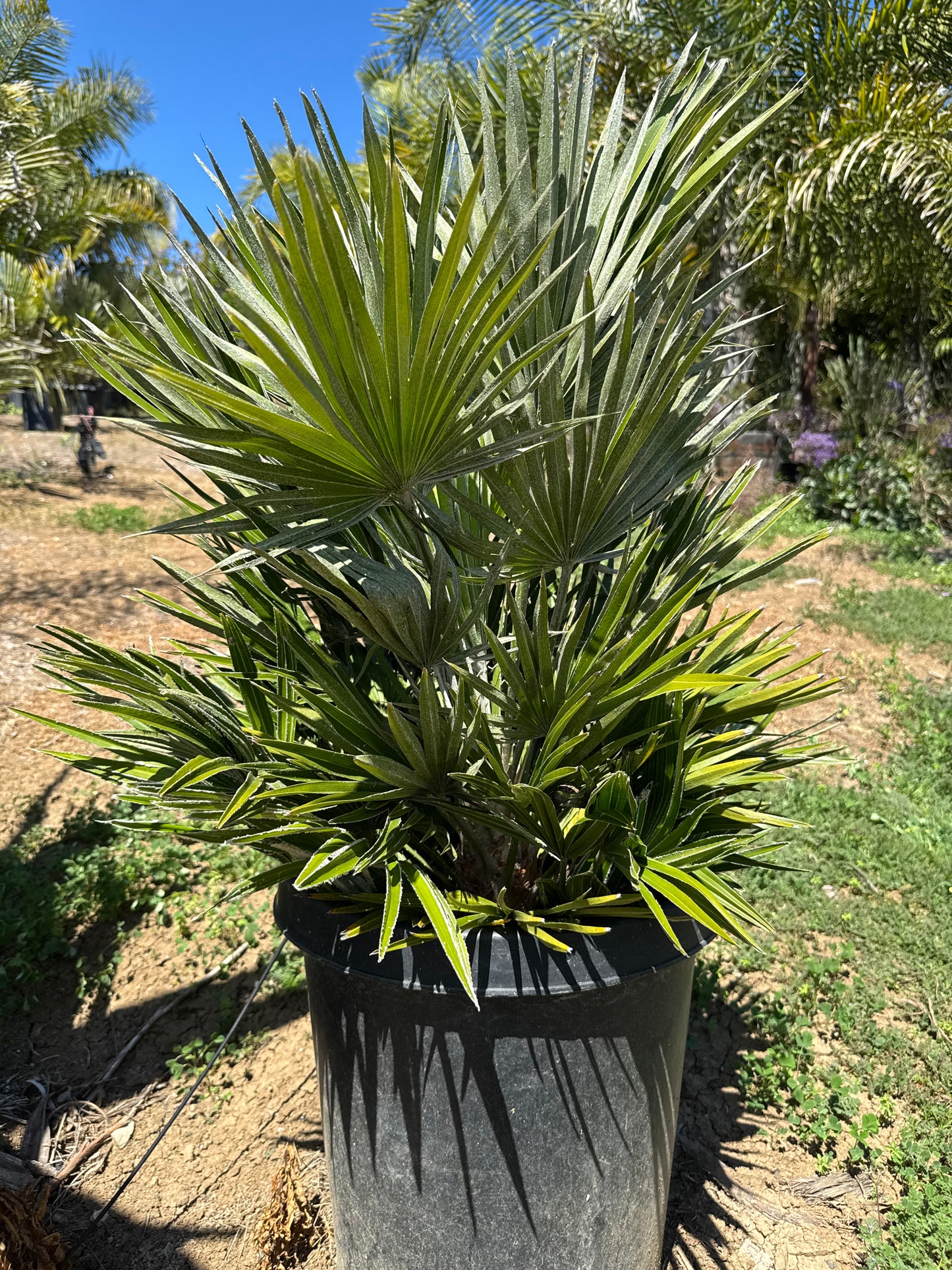 Chamaerops 'Vulcano'