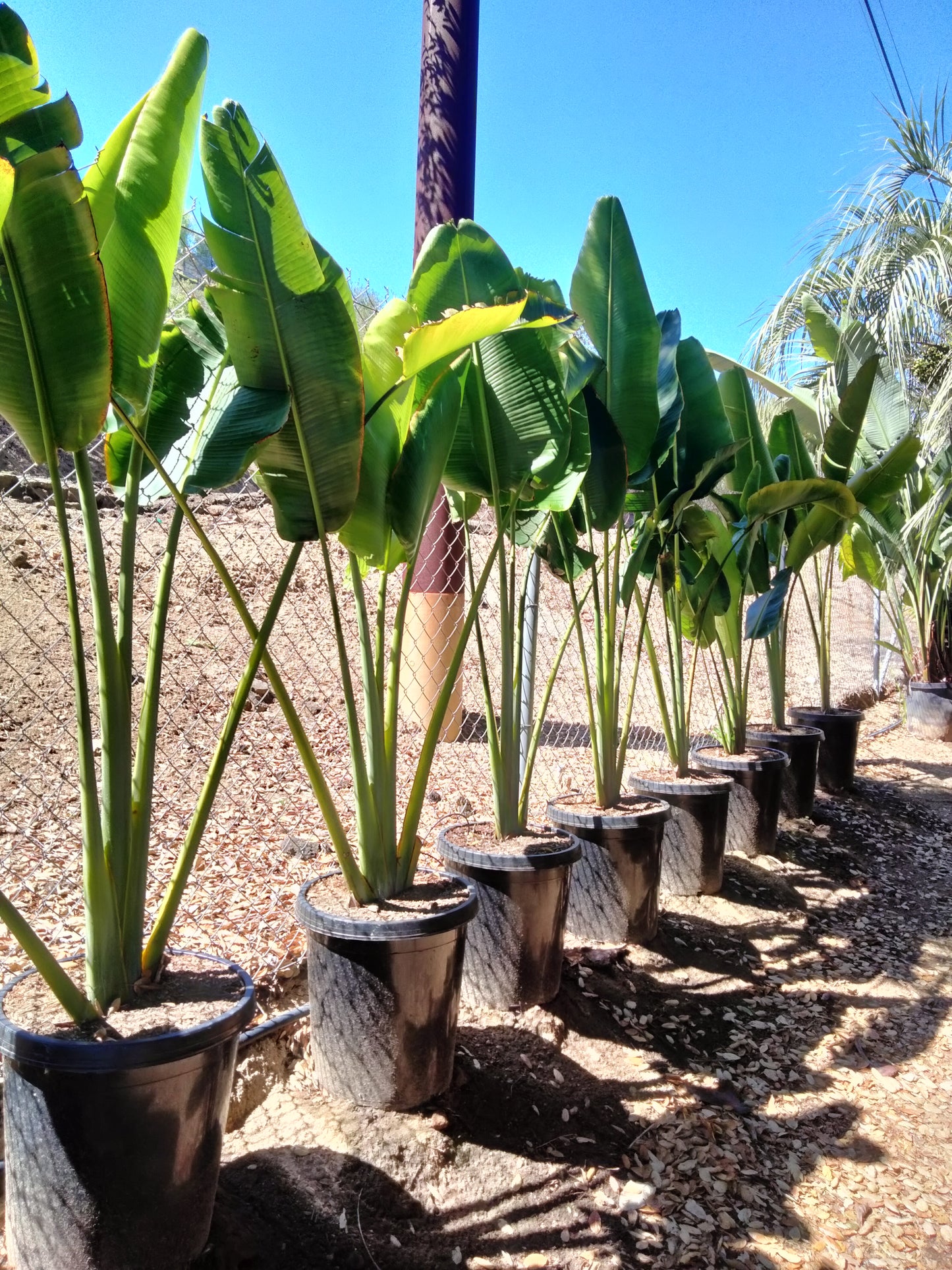 Ravenala madagascariensis
