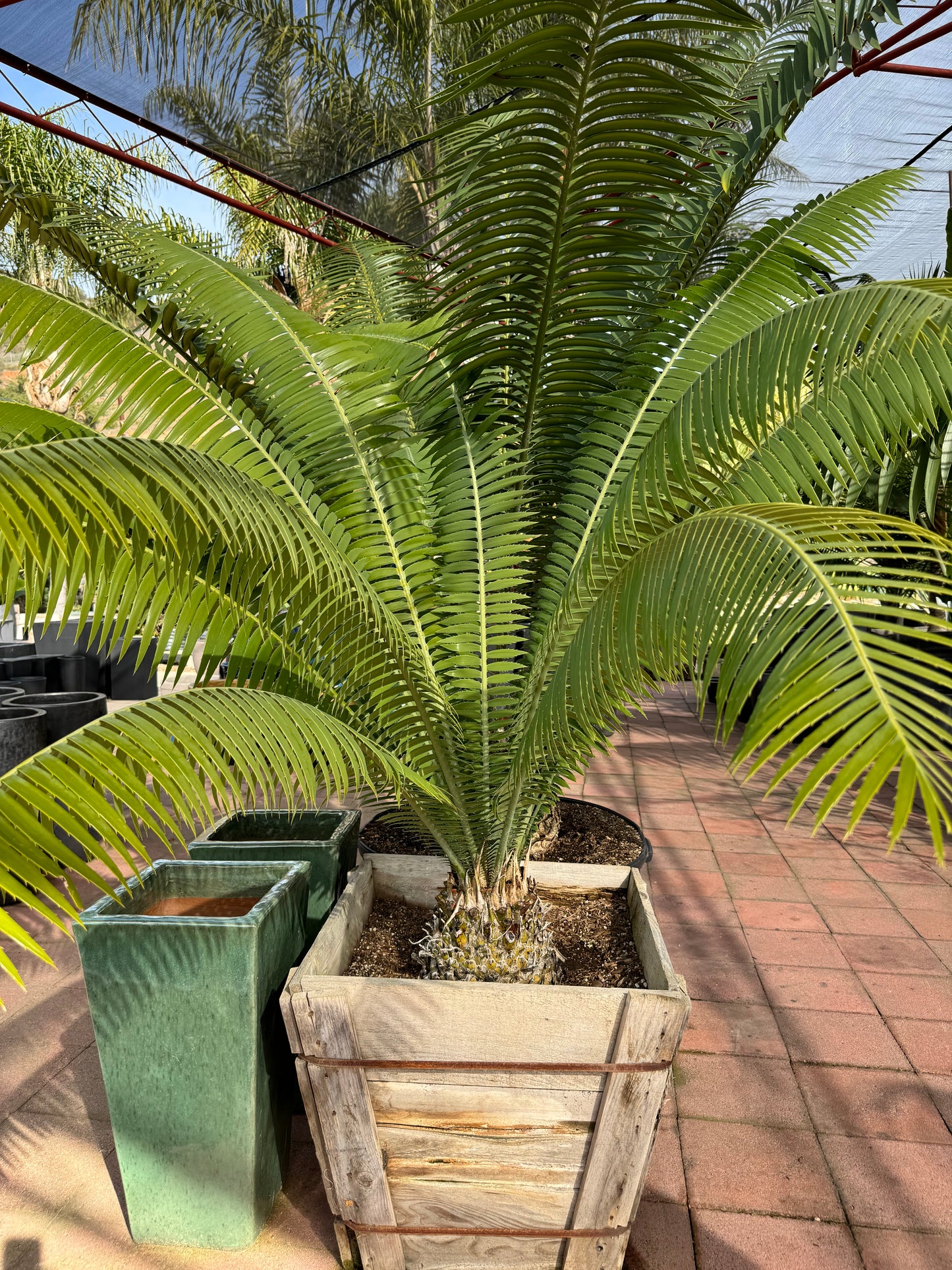 Dioon spinulosum