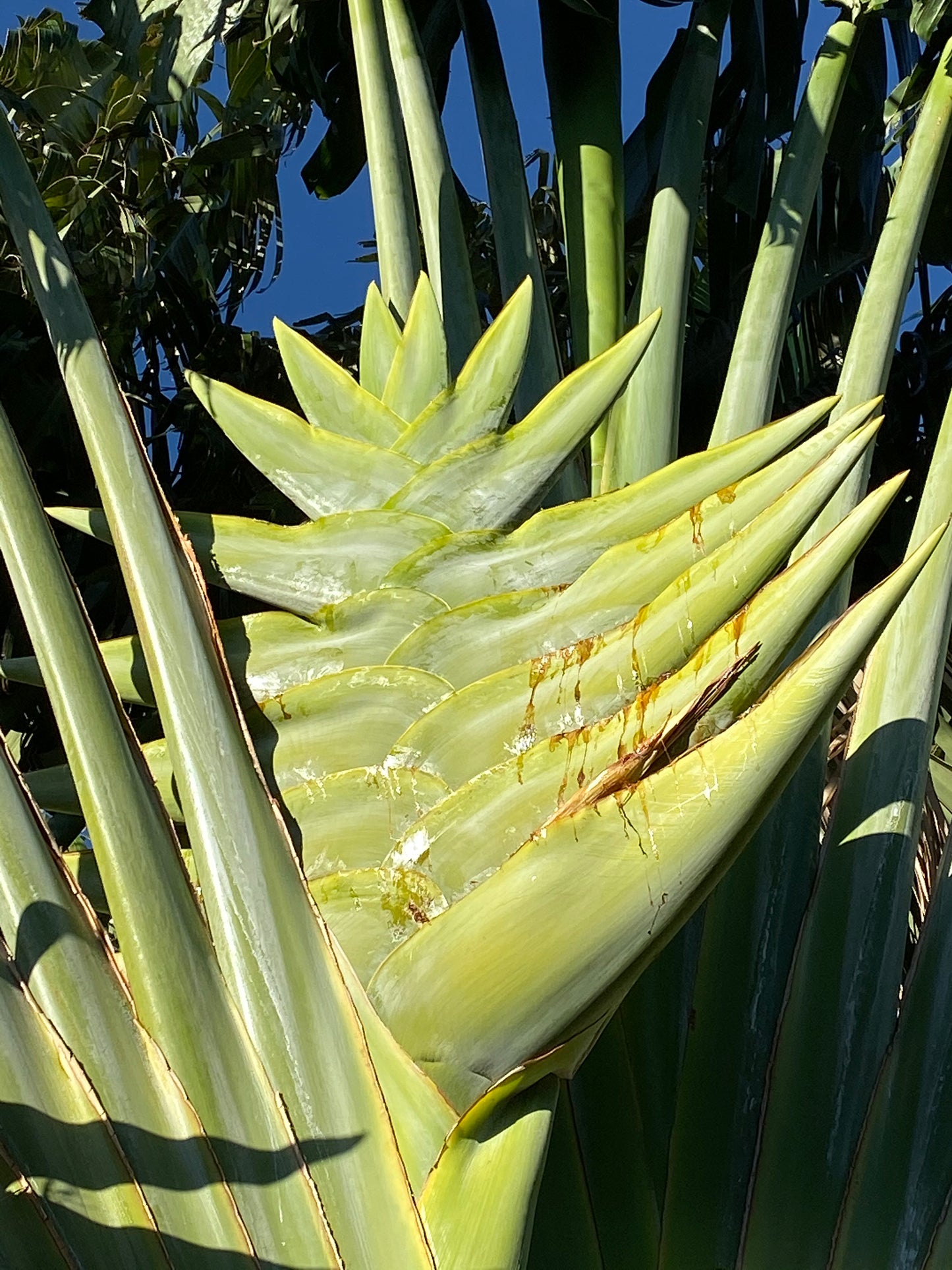 Ravenala madagascariensis