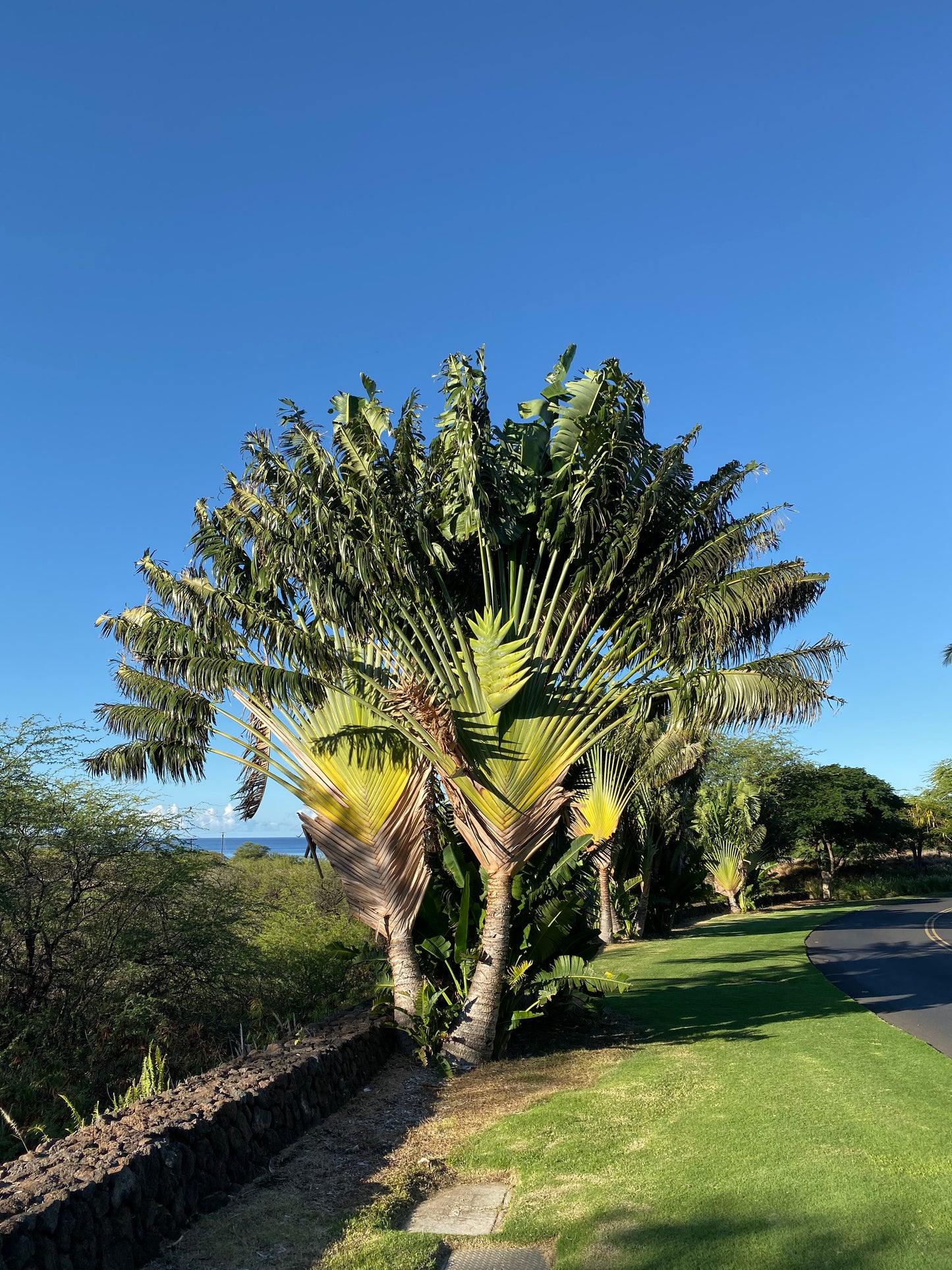 Ravenala madagascariensis