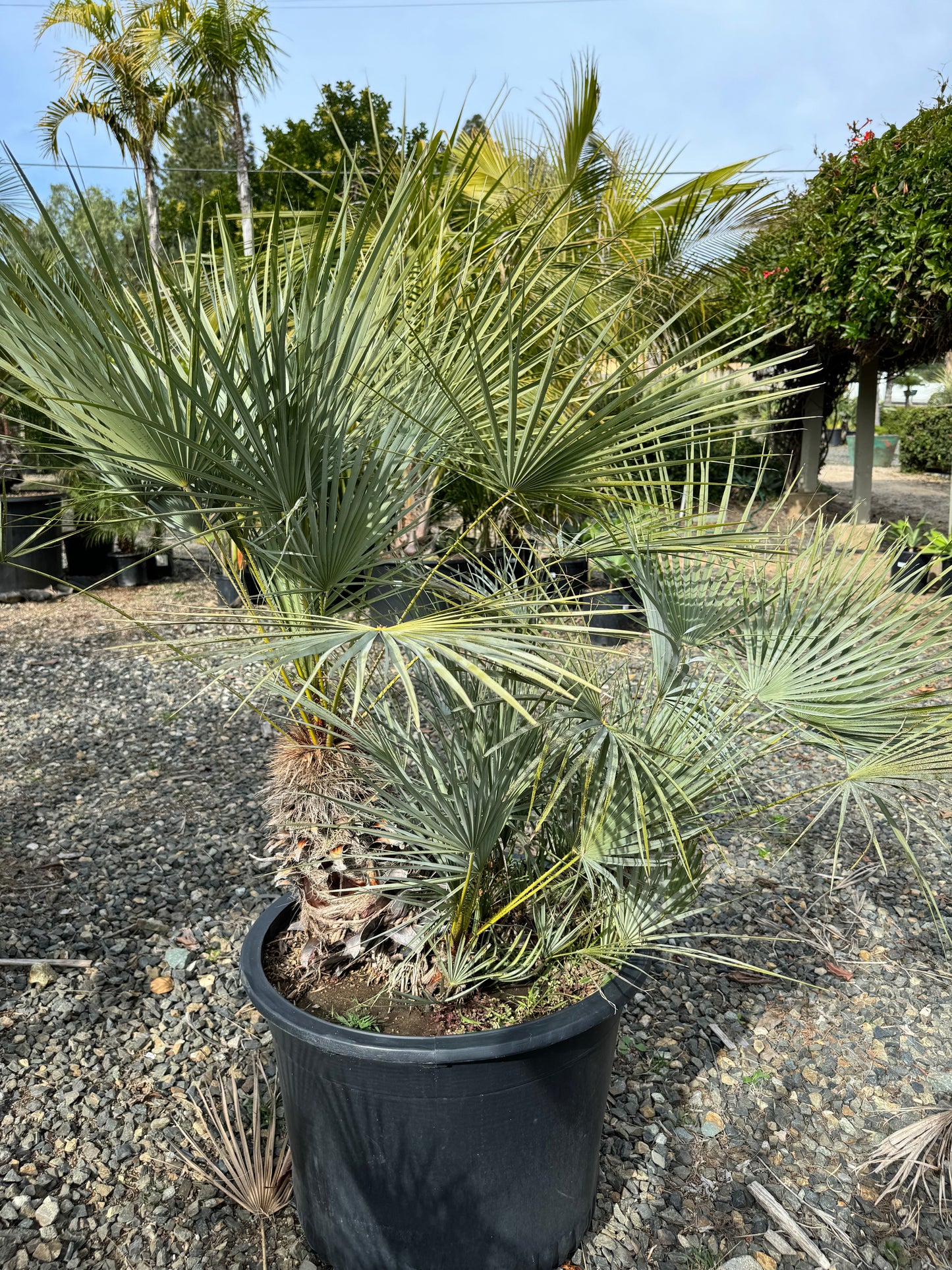 Chamaerops Humilis ‘Cerifera’