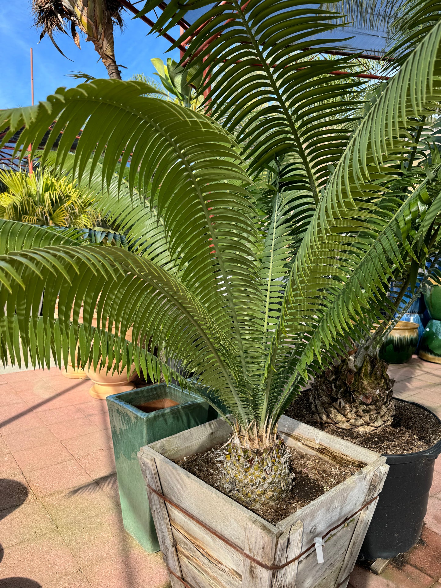 Dioon spinulosum