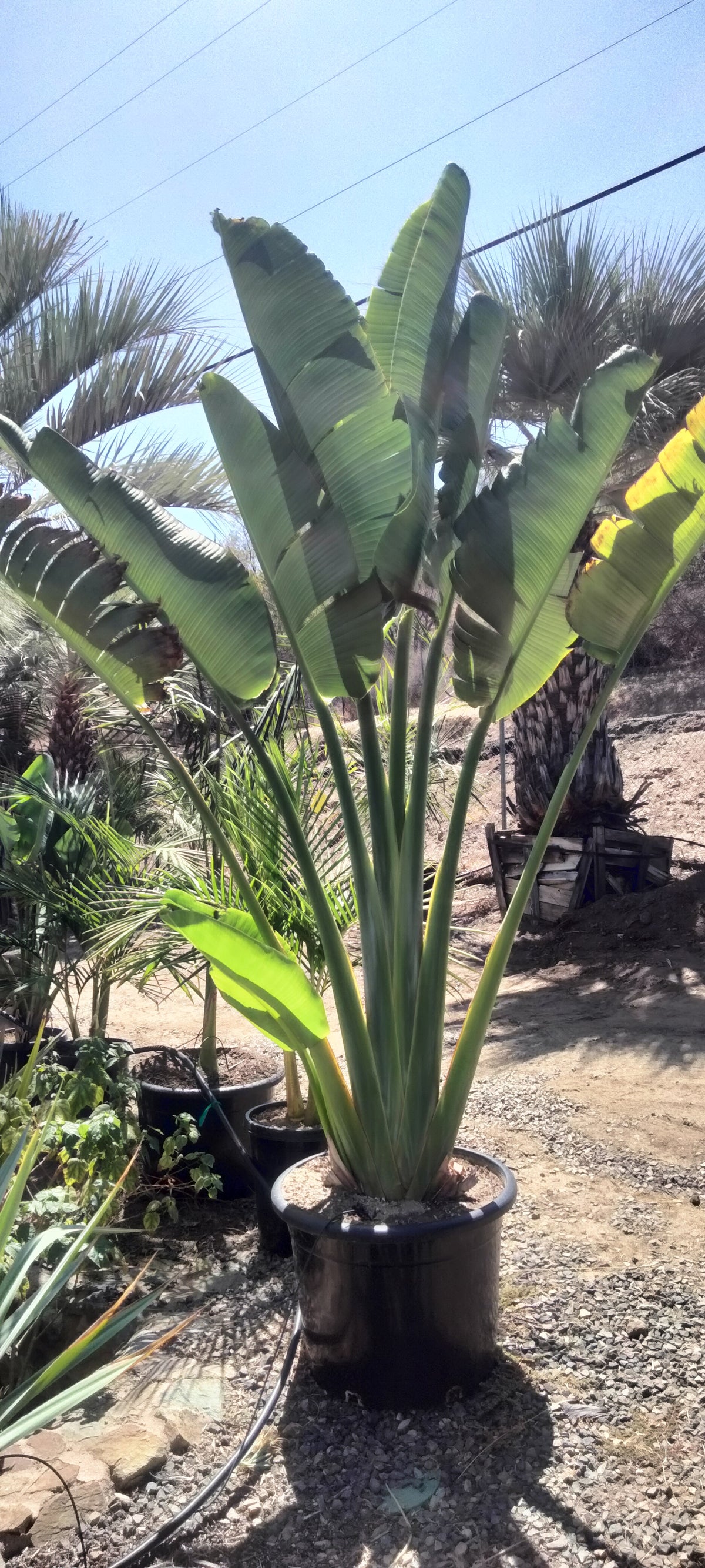 Ravenala madagascariensis